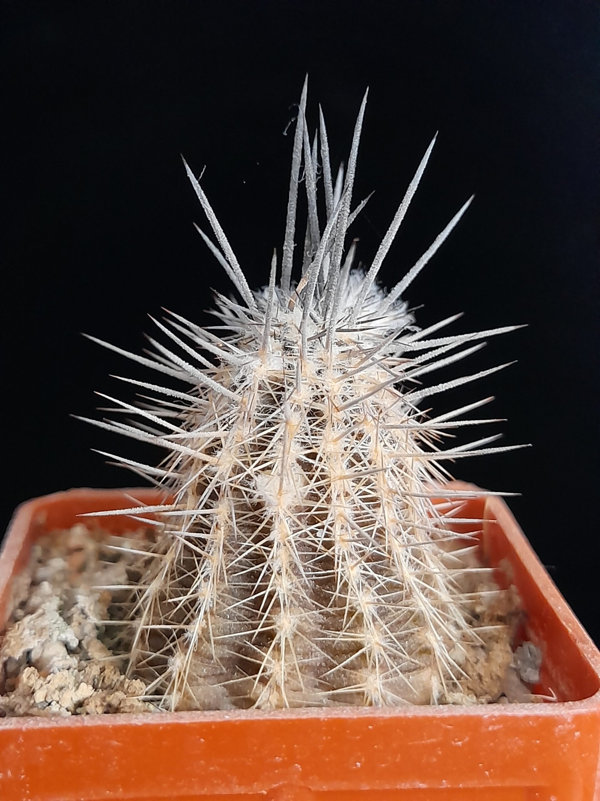 Setiechinopsis mirabilis - Image 2
