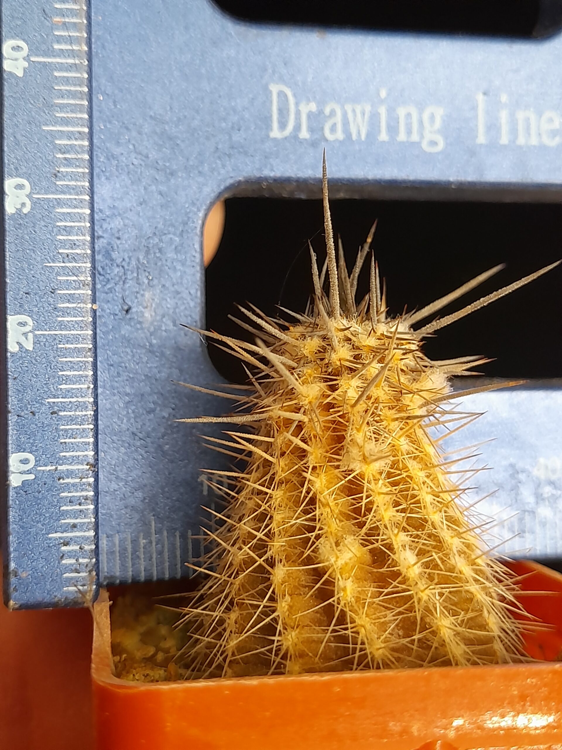 Setiechinopsis mirabilis - Image 8