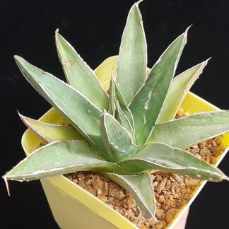 Agave victoriae-reginae 'Compacta'