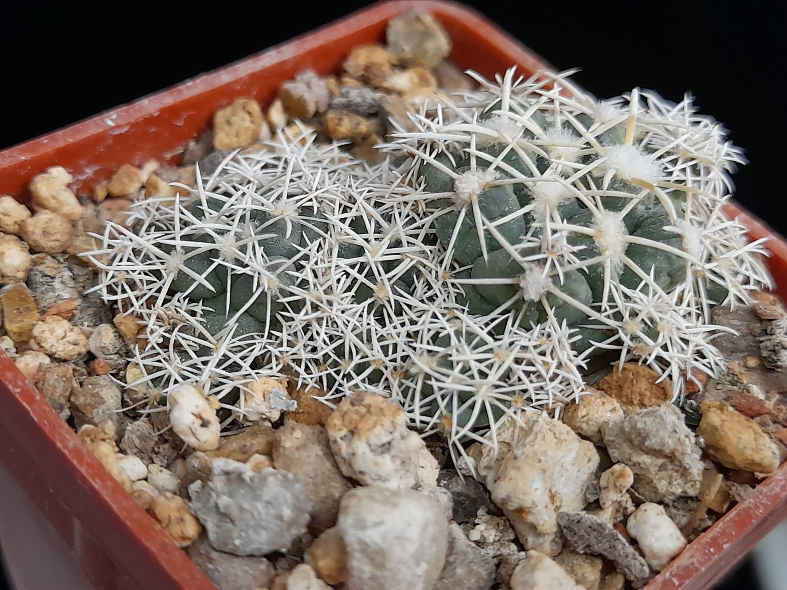 Coryphantha andreae f. proliferata - Image 2