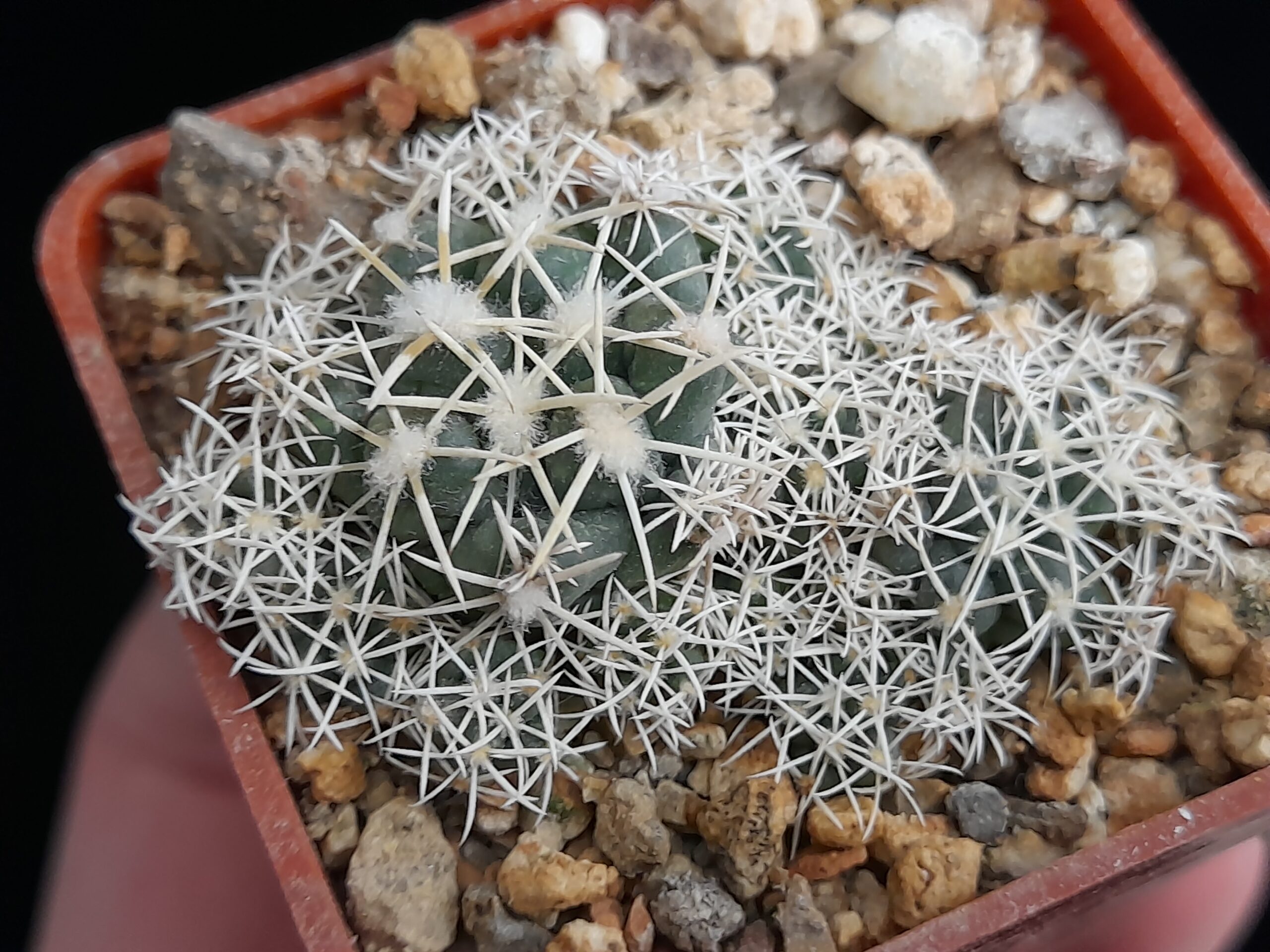 Coryphantha andreae f. proliferata - Image 3
