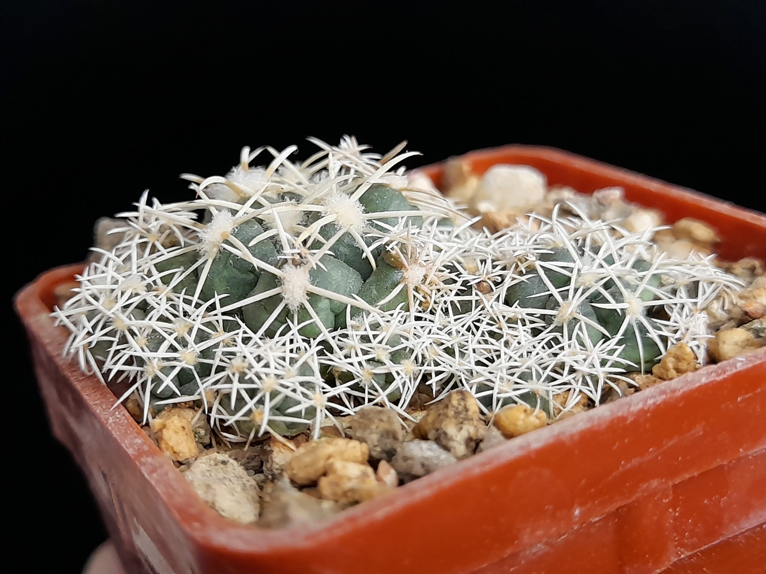 Coryphantha andreae f. proliferata - Image 4