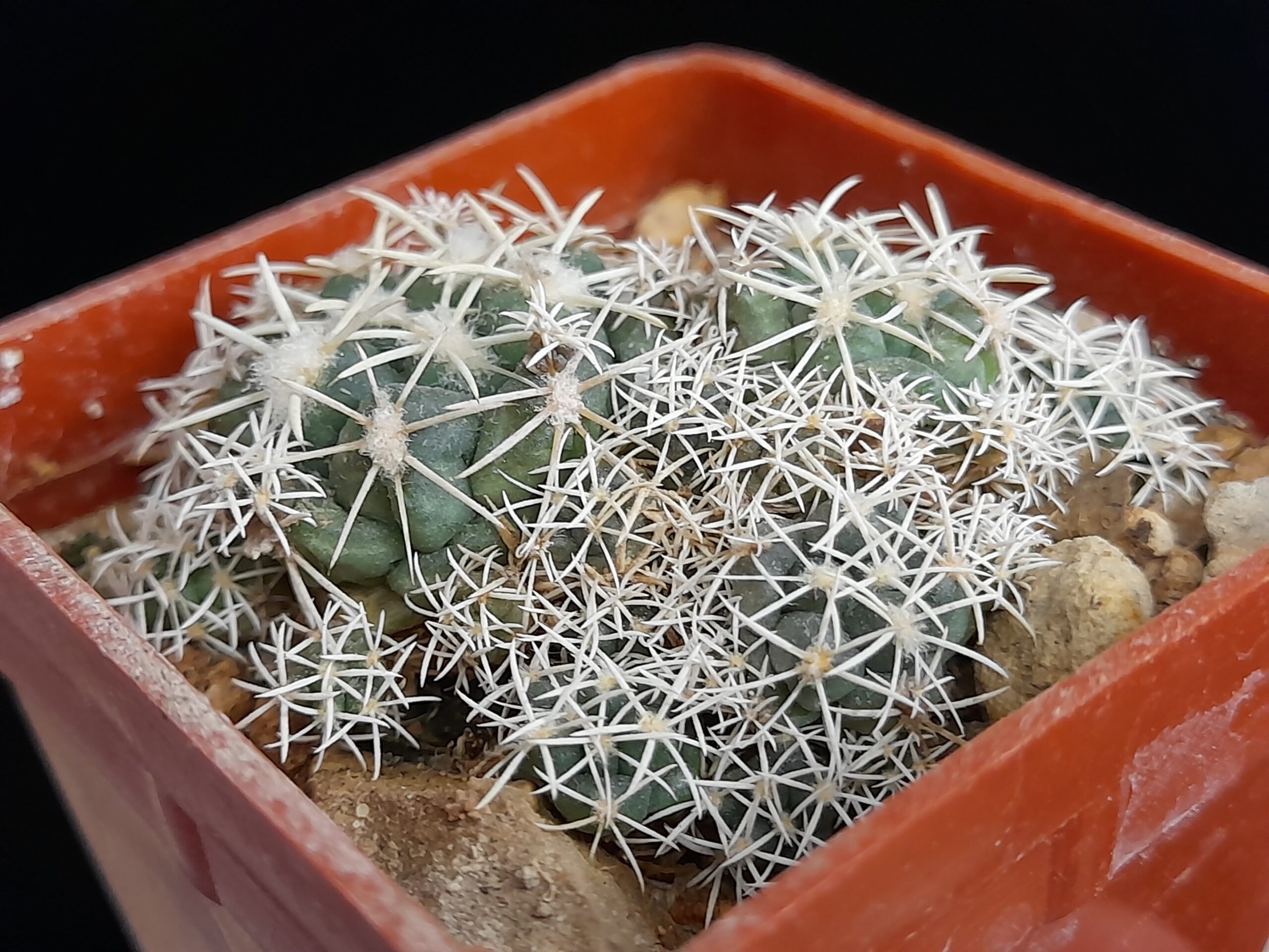 Coryphantha andreae f. proliferata - Image 5