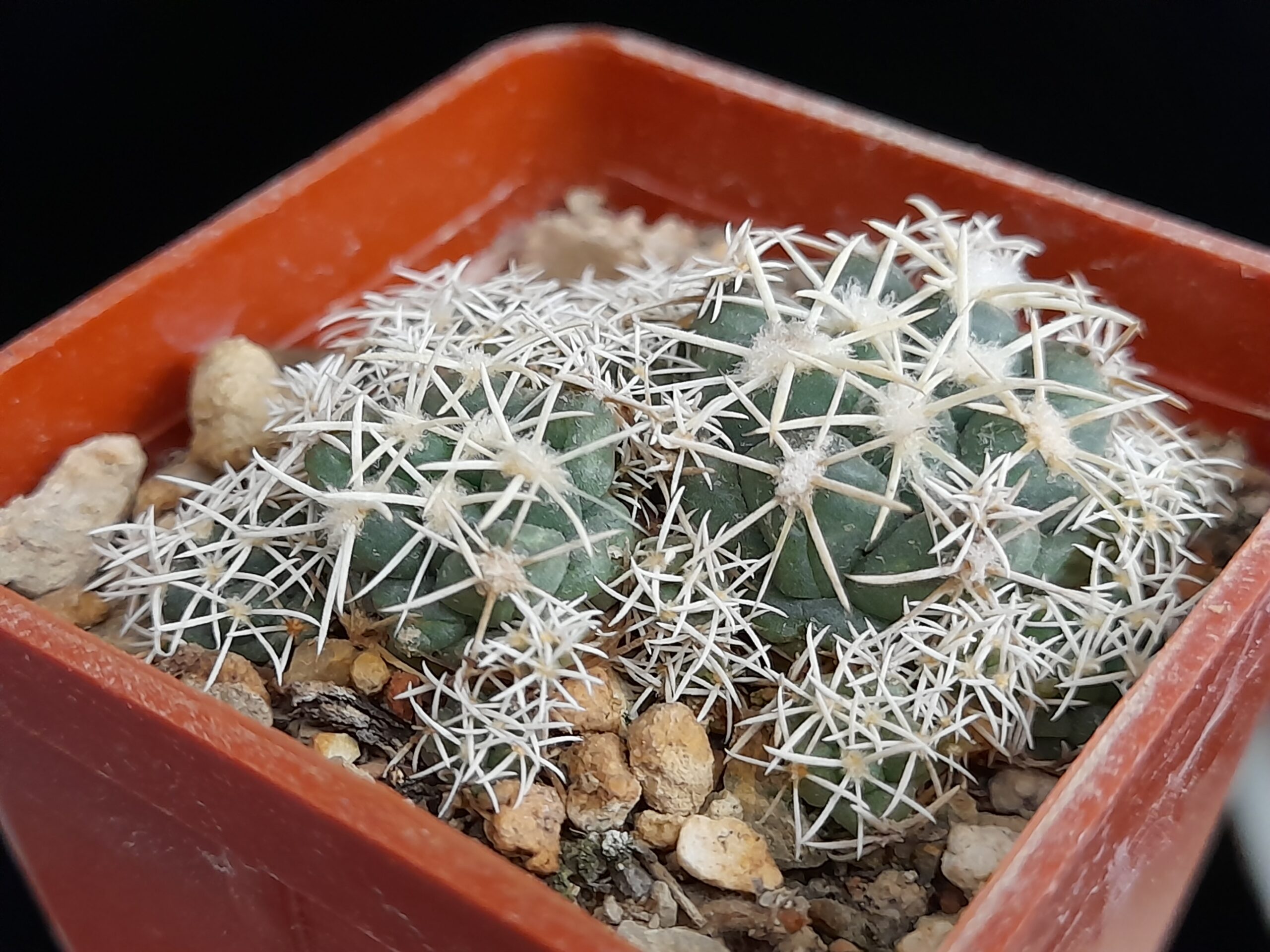 Coryphantha andreae f. proliferata - Image 6