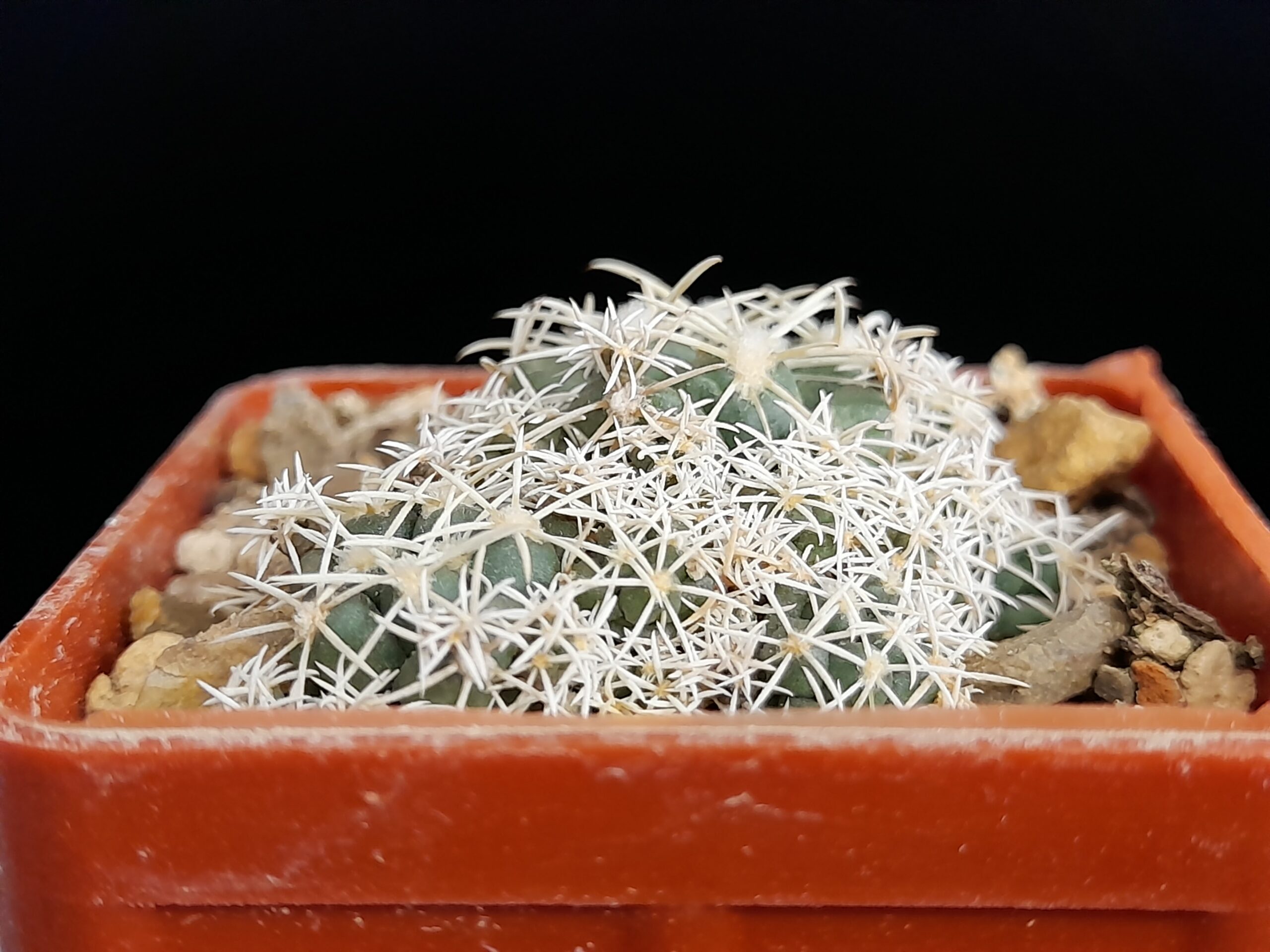 Coryphantha andreae f. proliferata - Image 7