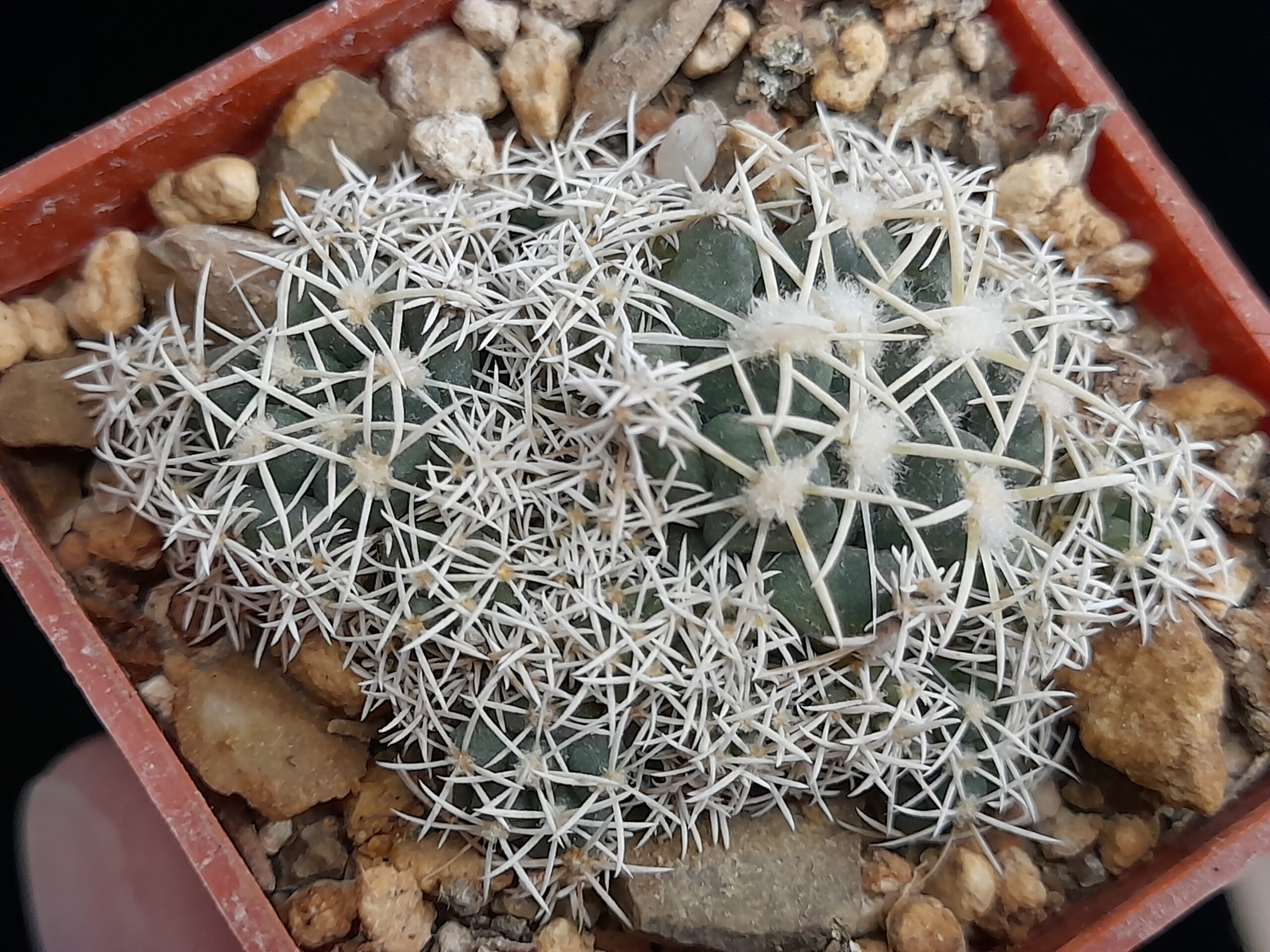 Coryphantha andreae f. proliferata - Image 8