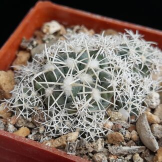 Coryphantha andreae f. proliferata
