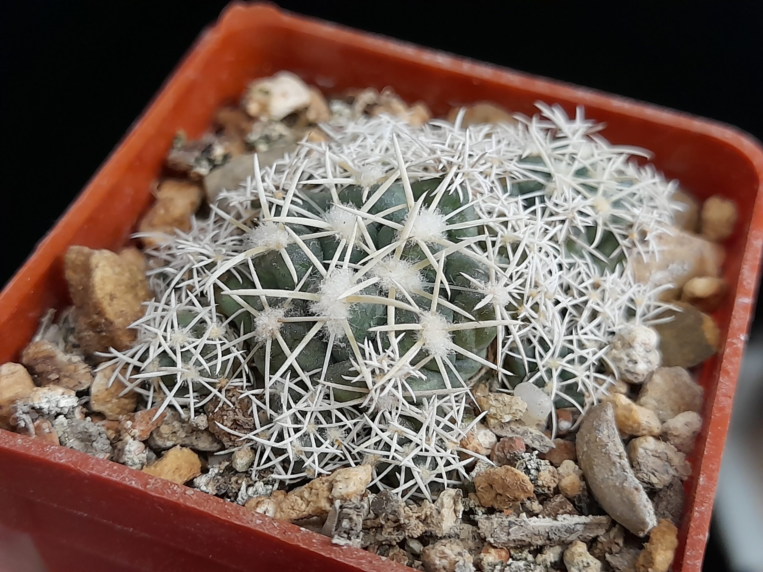 Coryphantha andreae f. proliferata