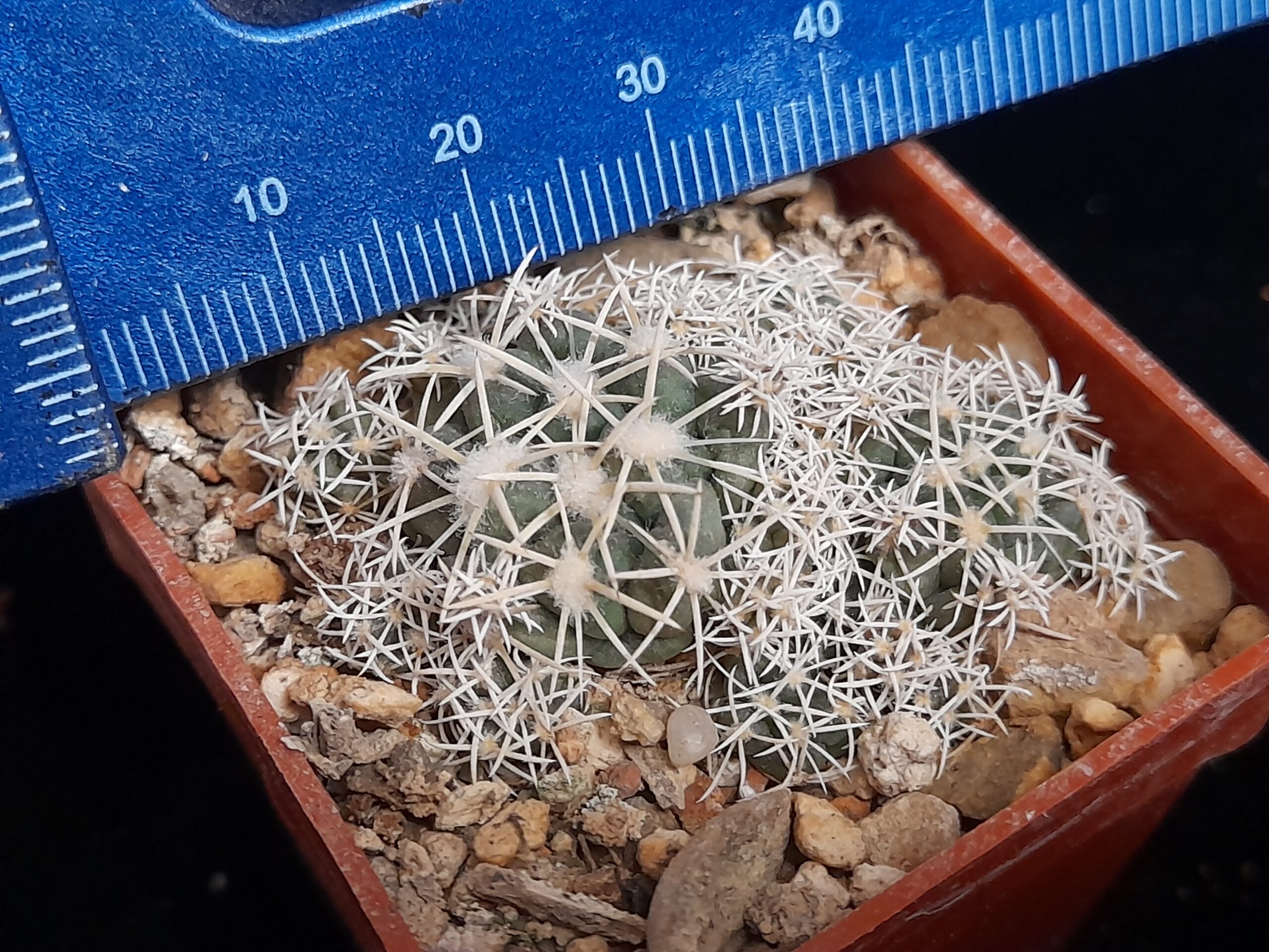 Coryphantha andreae f. proliferata - Image 10