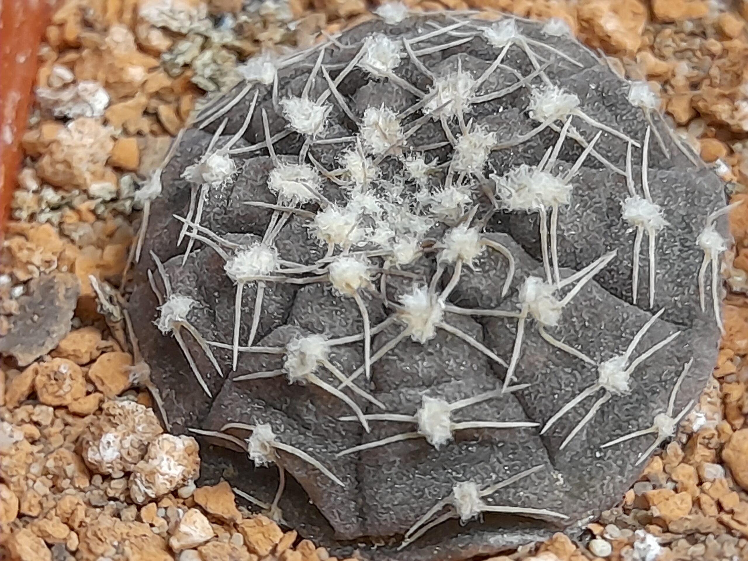 Gymnocalycium ragonesii - Image 2