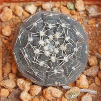 Gymnocalycium ragonesii
