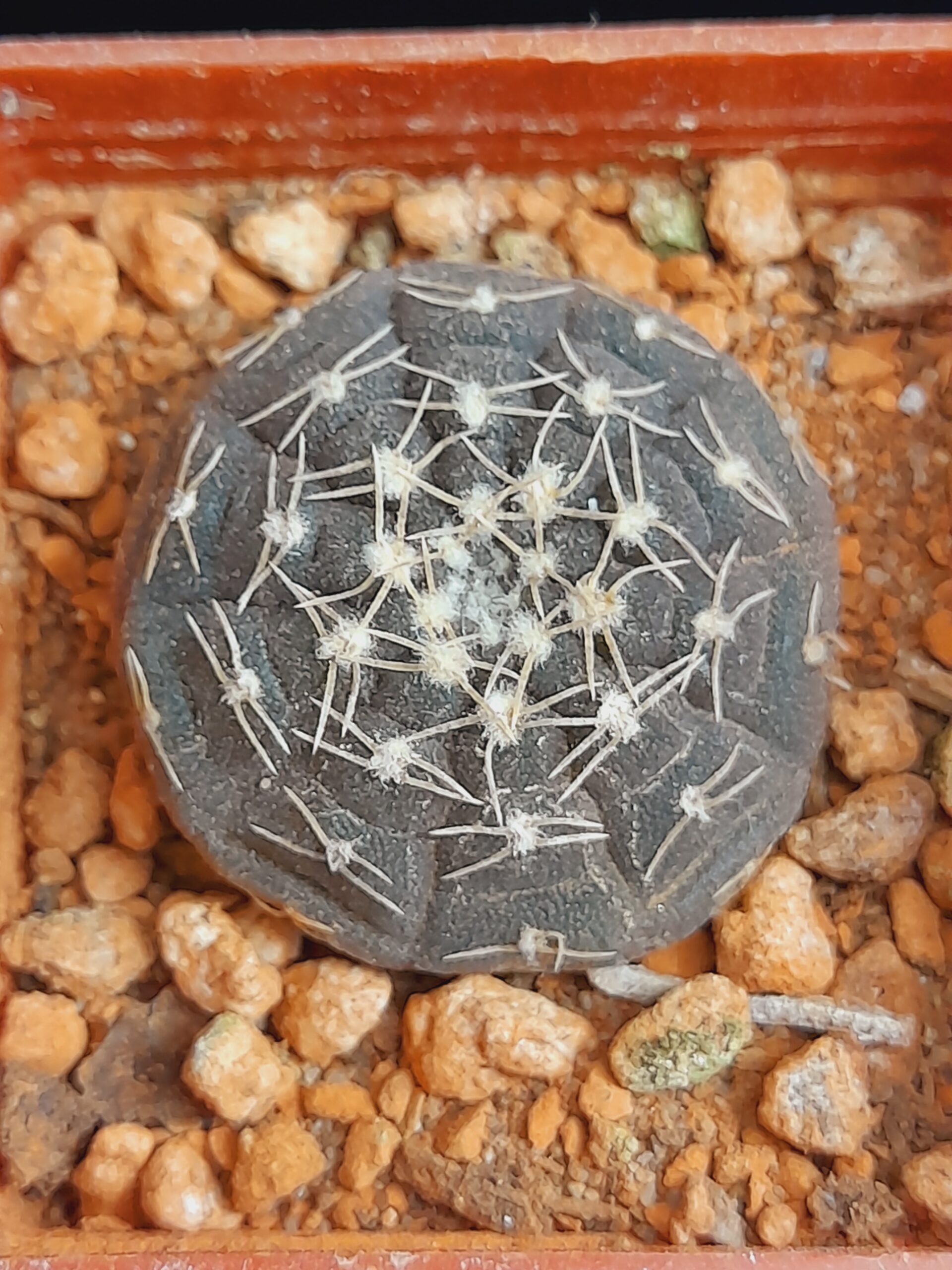 Gymnocalycium ragonesii