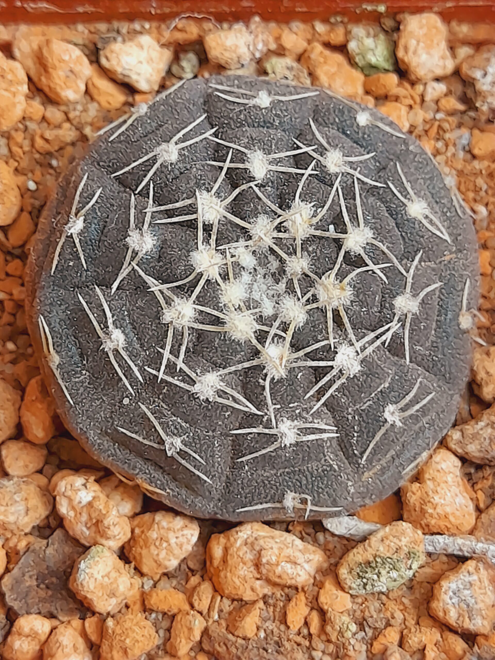 Gymnocalycium ragonesii - Image 4