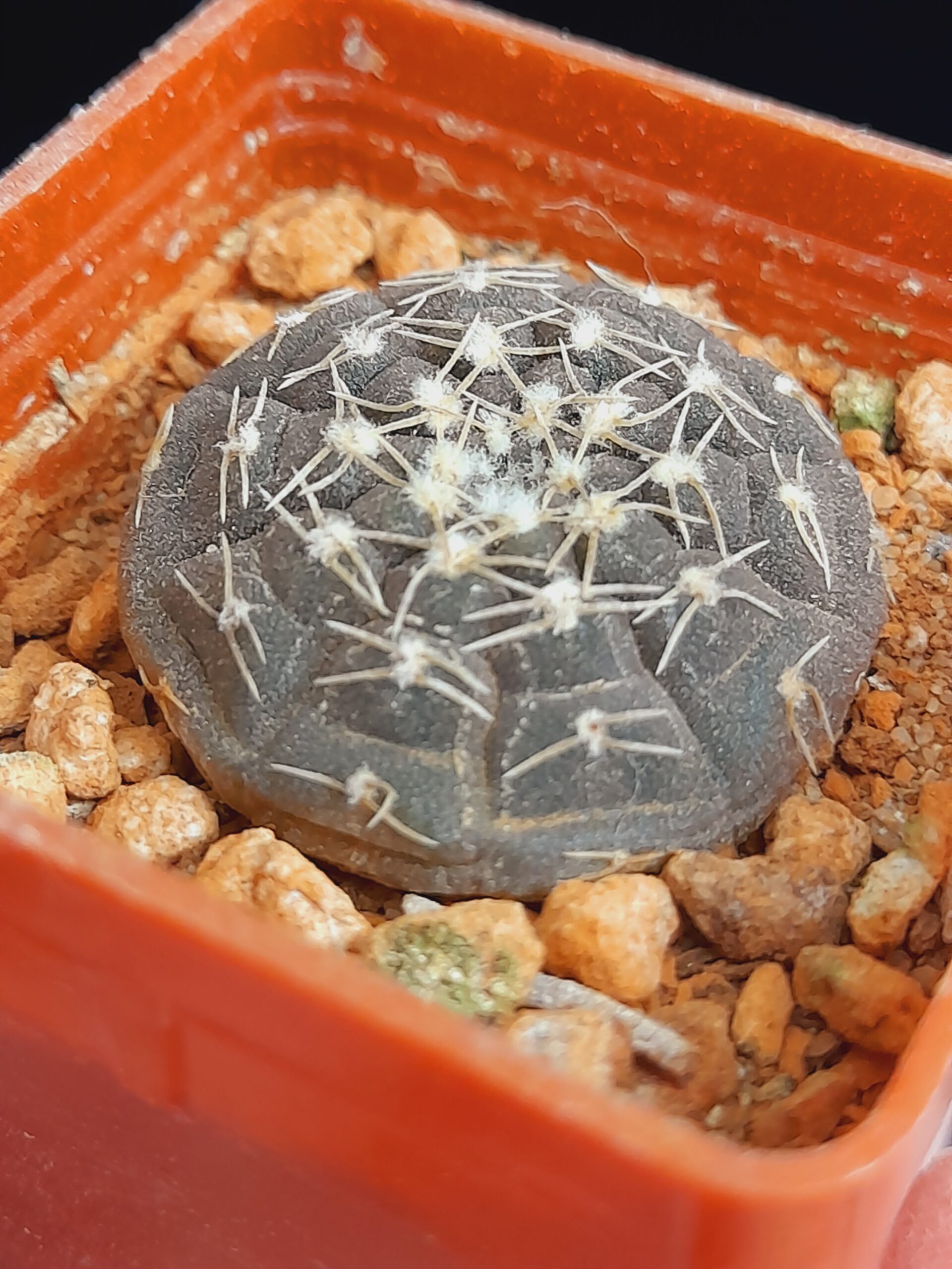 Gymnocalycium ragonesii - Image 5