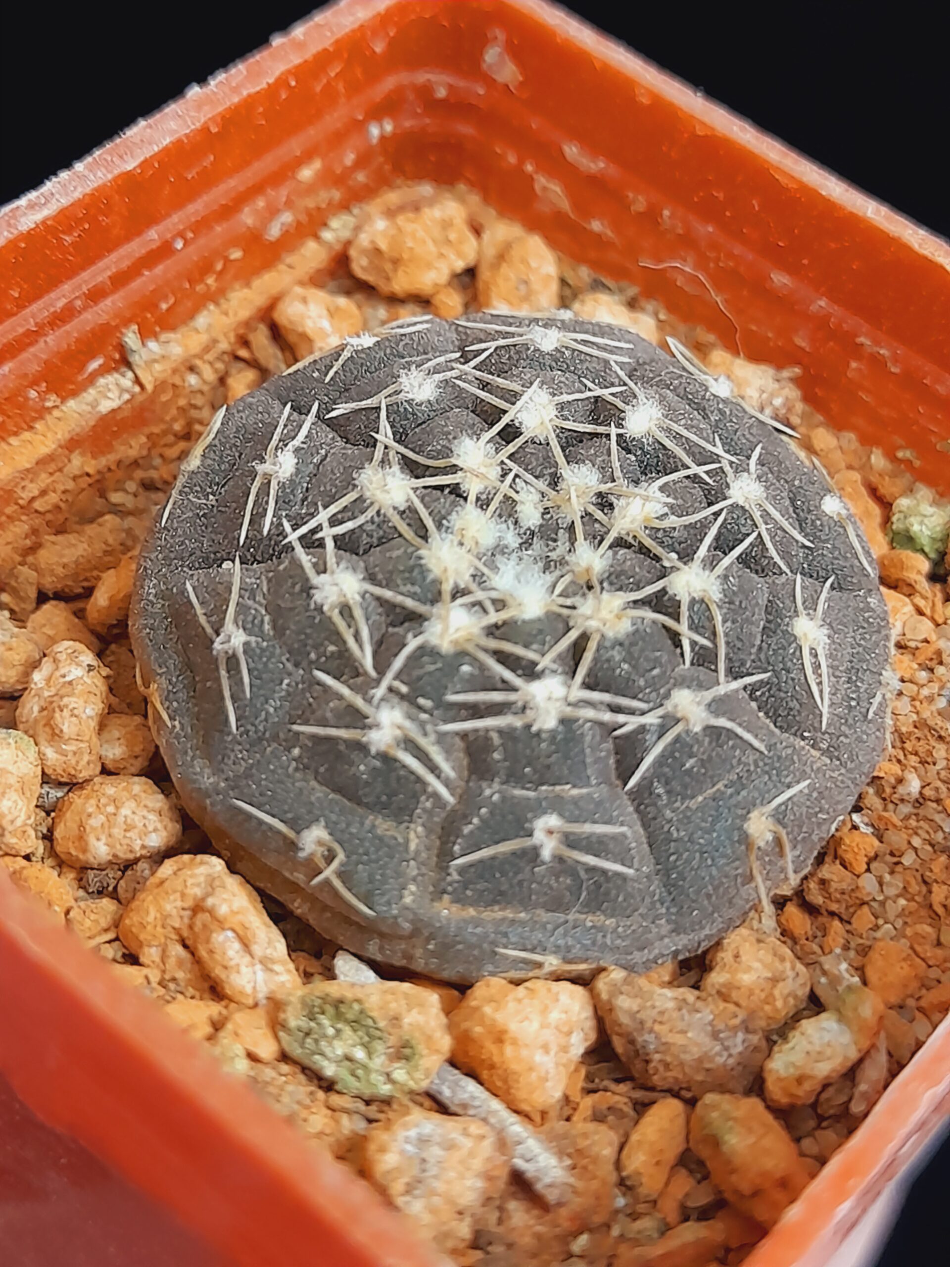 Gymnocalycium ragonesii - Image 6