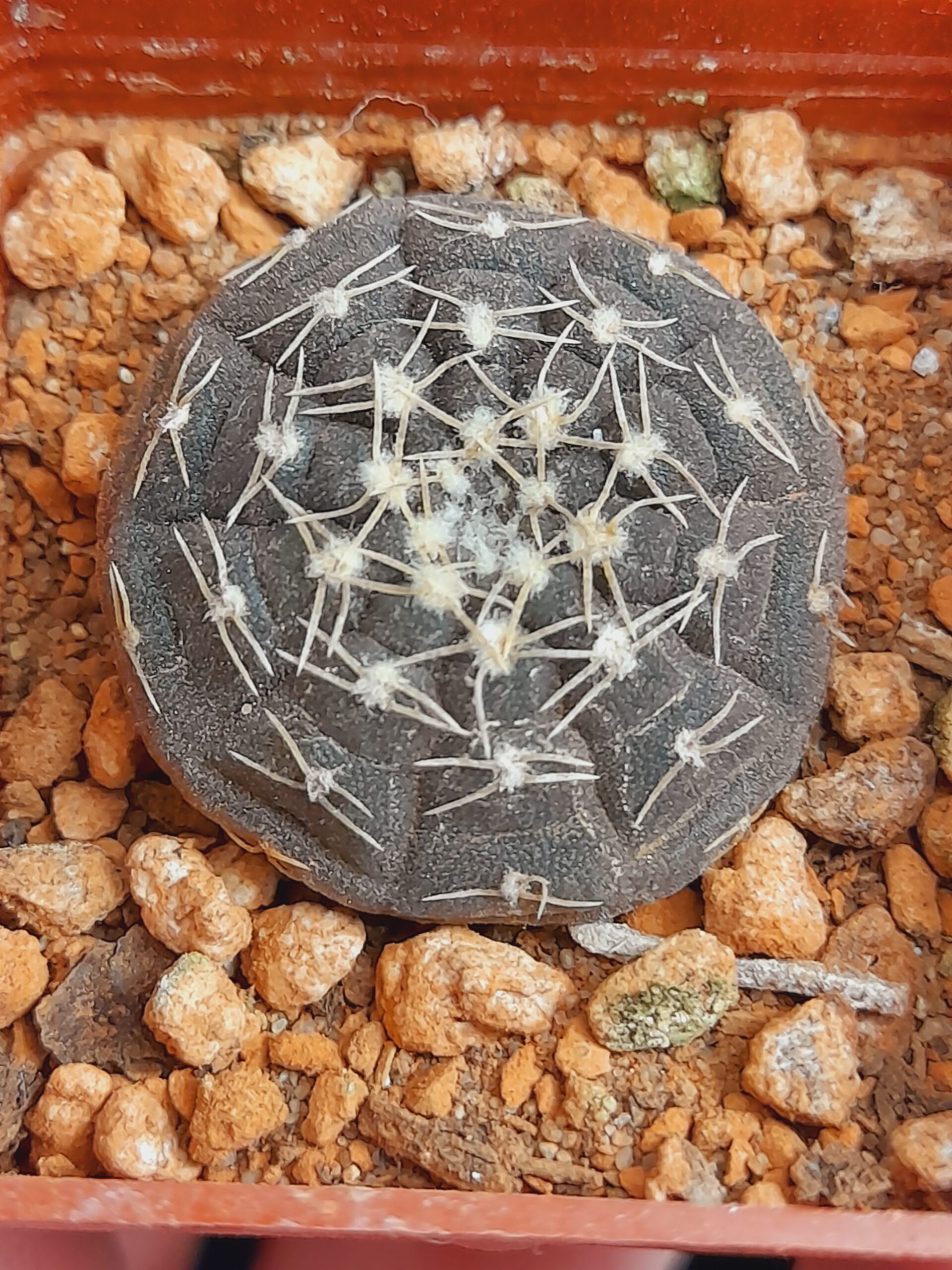Gymnocalycium ragonesii - Image 7