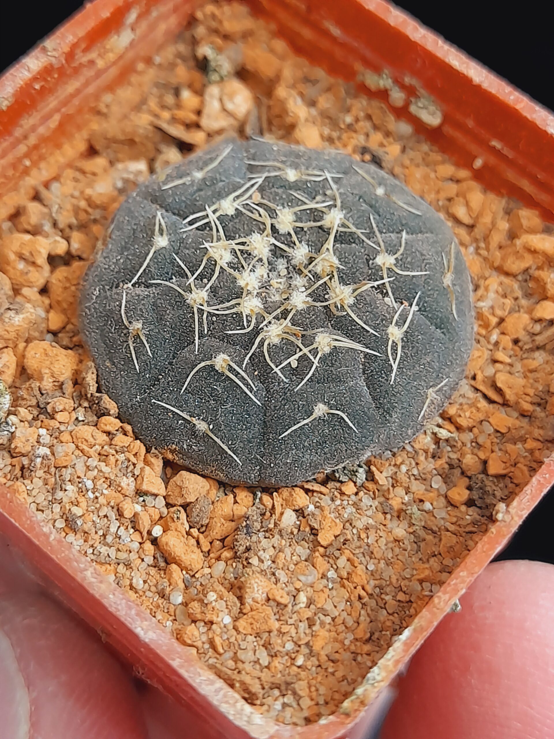 Gymnocalycium ragonesii - Image 9