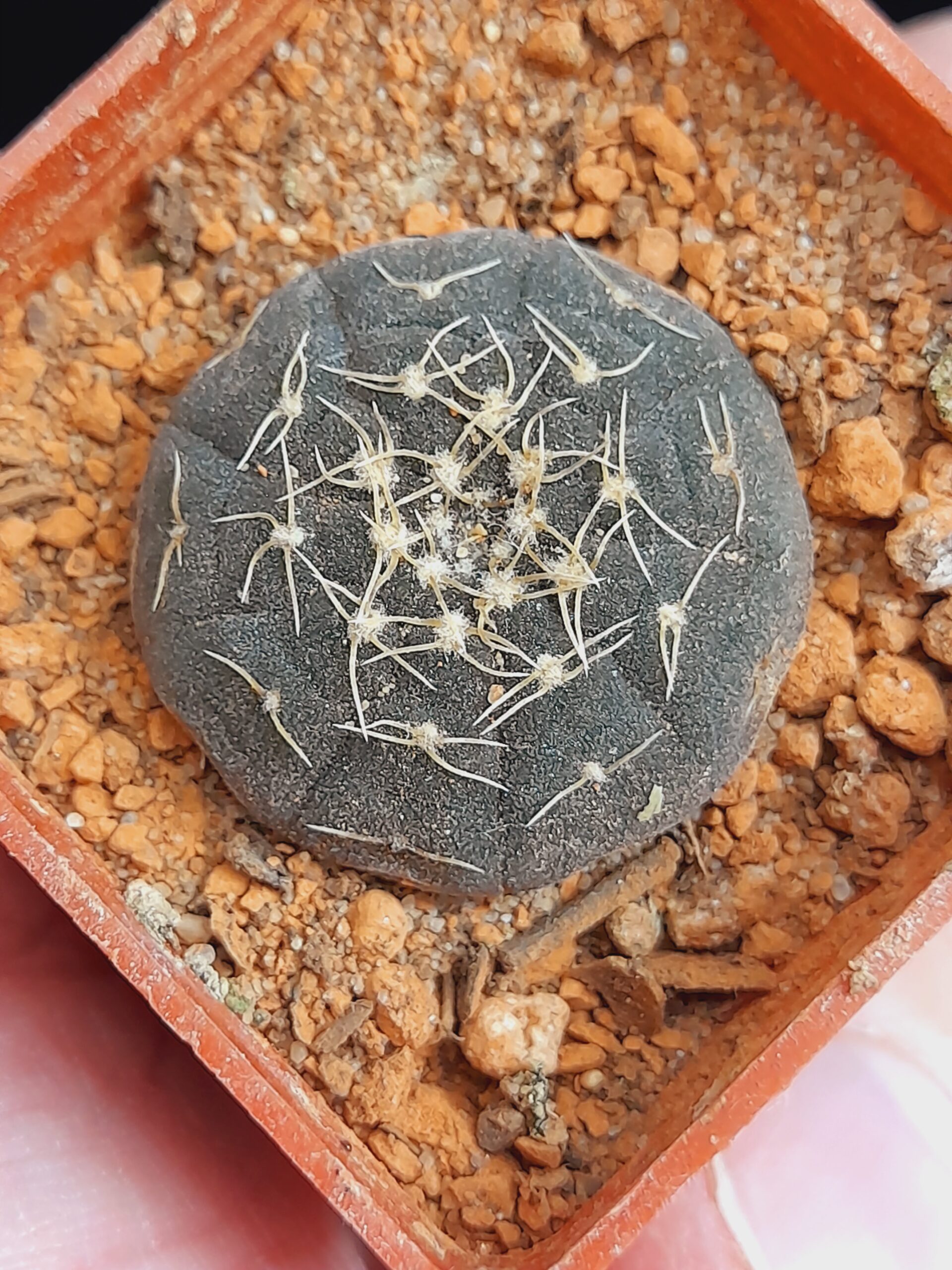 Gymnocalycium ragonesii - Image 10
