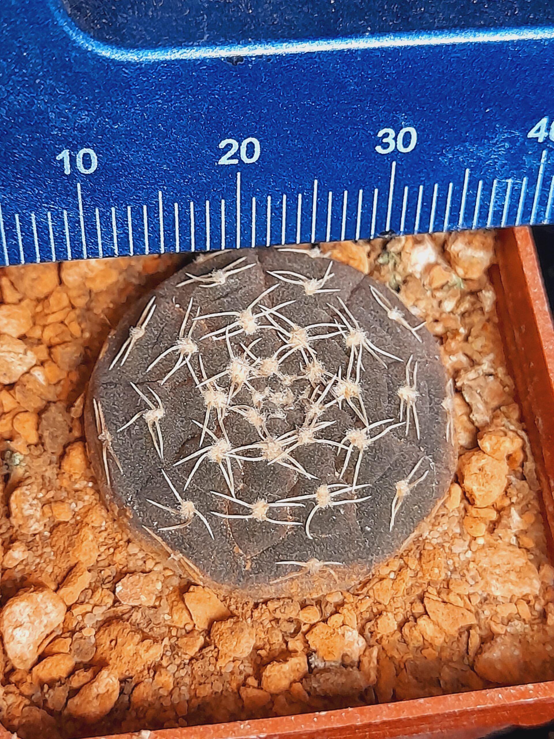 Gymnocalycium ragonesii - Image 11