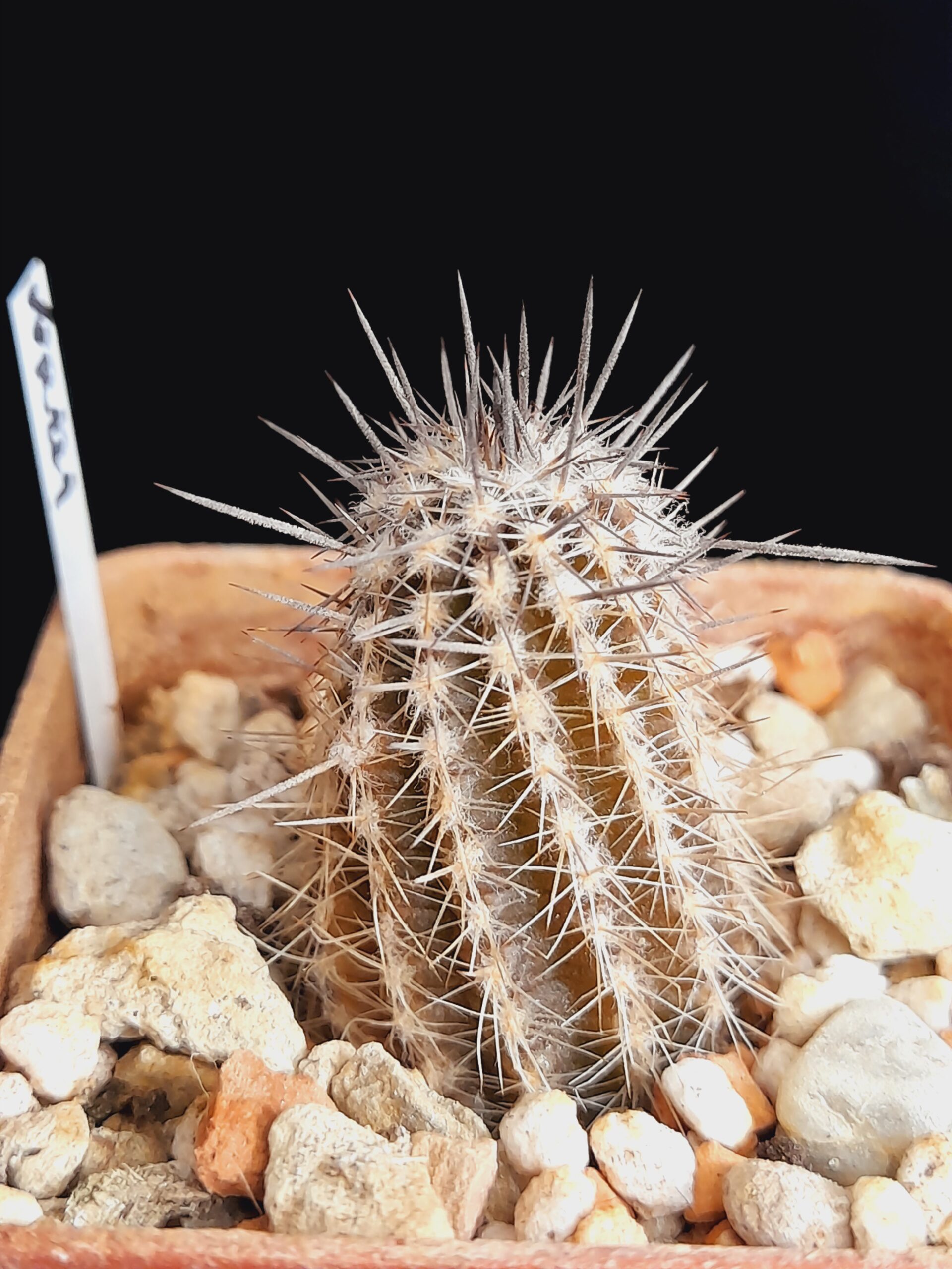 Setiechinopsis mirabilis WR 131 - Image 2