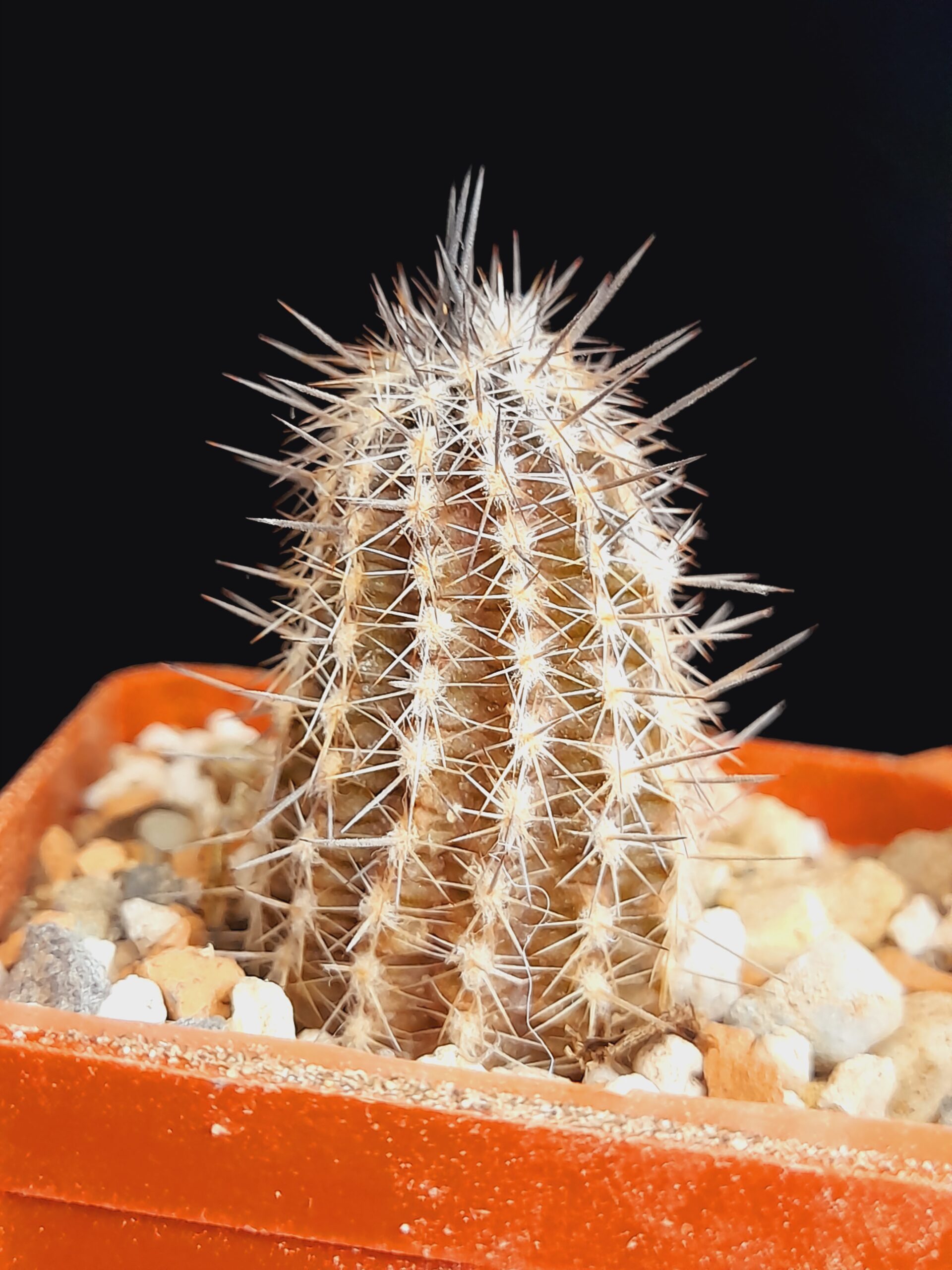 Setiechinopsis mirabilis WR 131 - Image 3