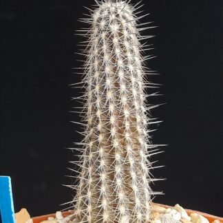 Setiechinopsis mirabilis WR 131