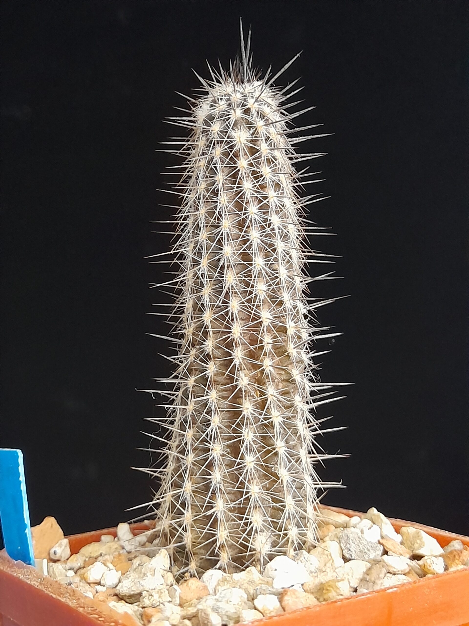 Setiechinopsis mirabilis WR 131