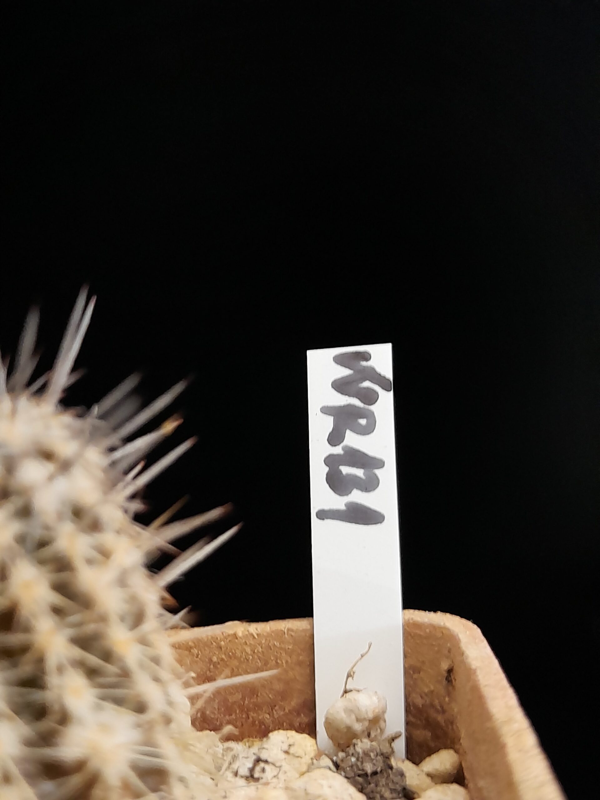 Setiechinopsis mirabilis WR 131 - Image 5