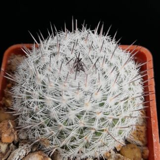 Mammillaria chionocephala