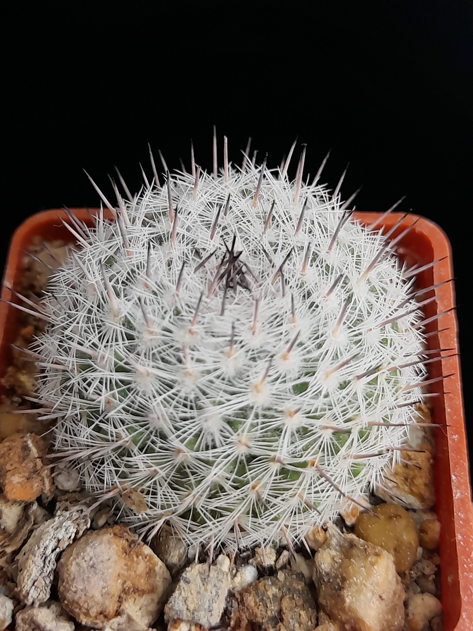 Mammillaria chionocephala - Image 2