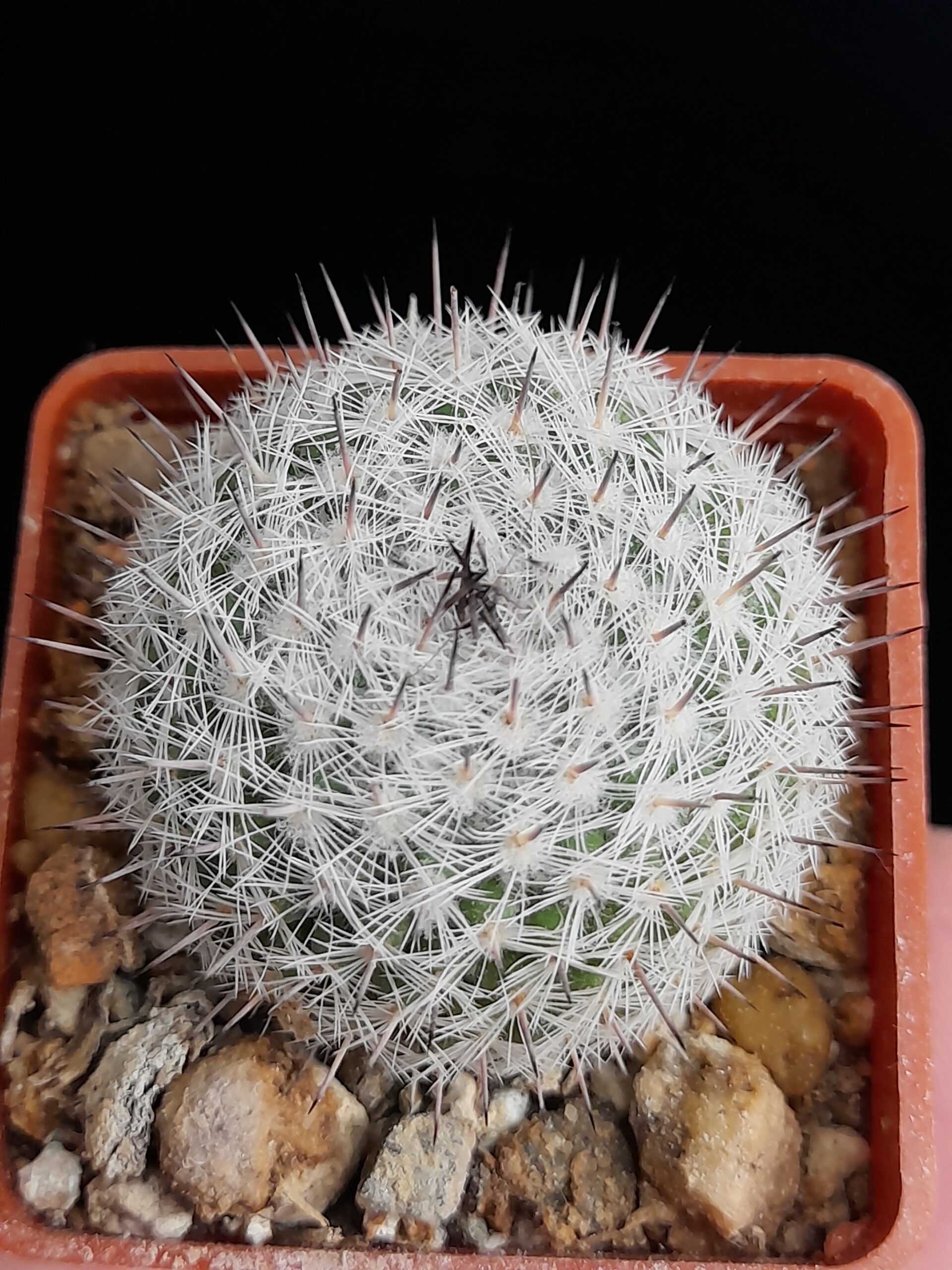Mammillaria chionocephala - Image 3