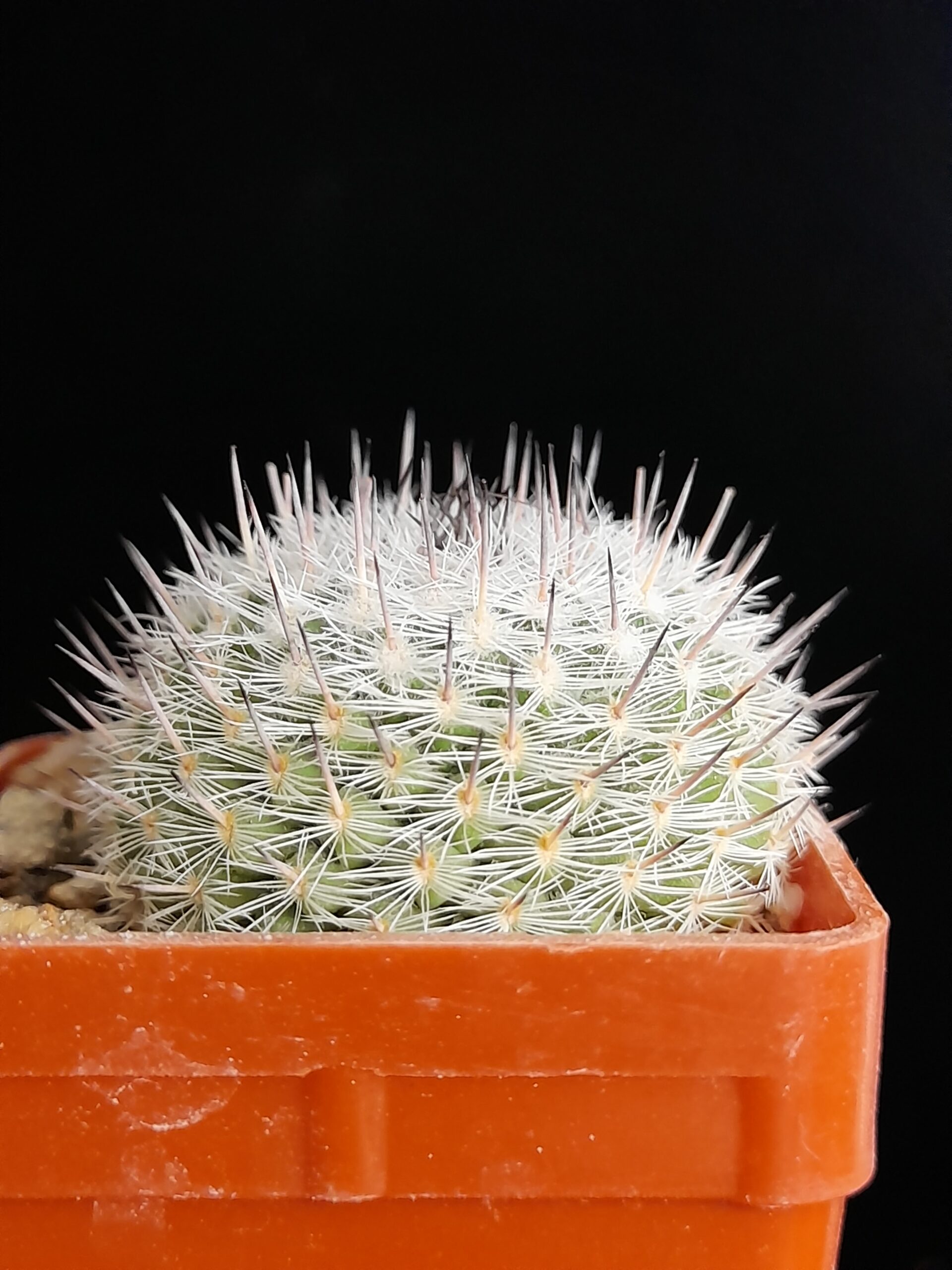 Mammillaria chionocephala - Image 4