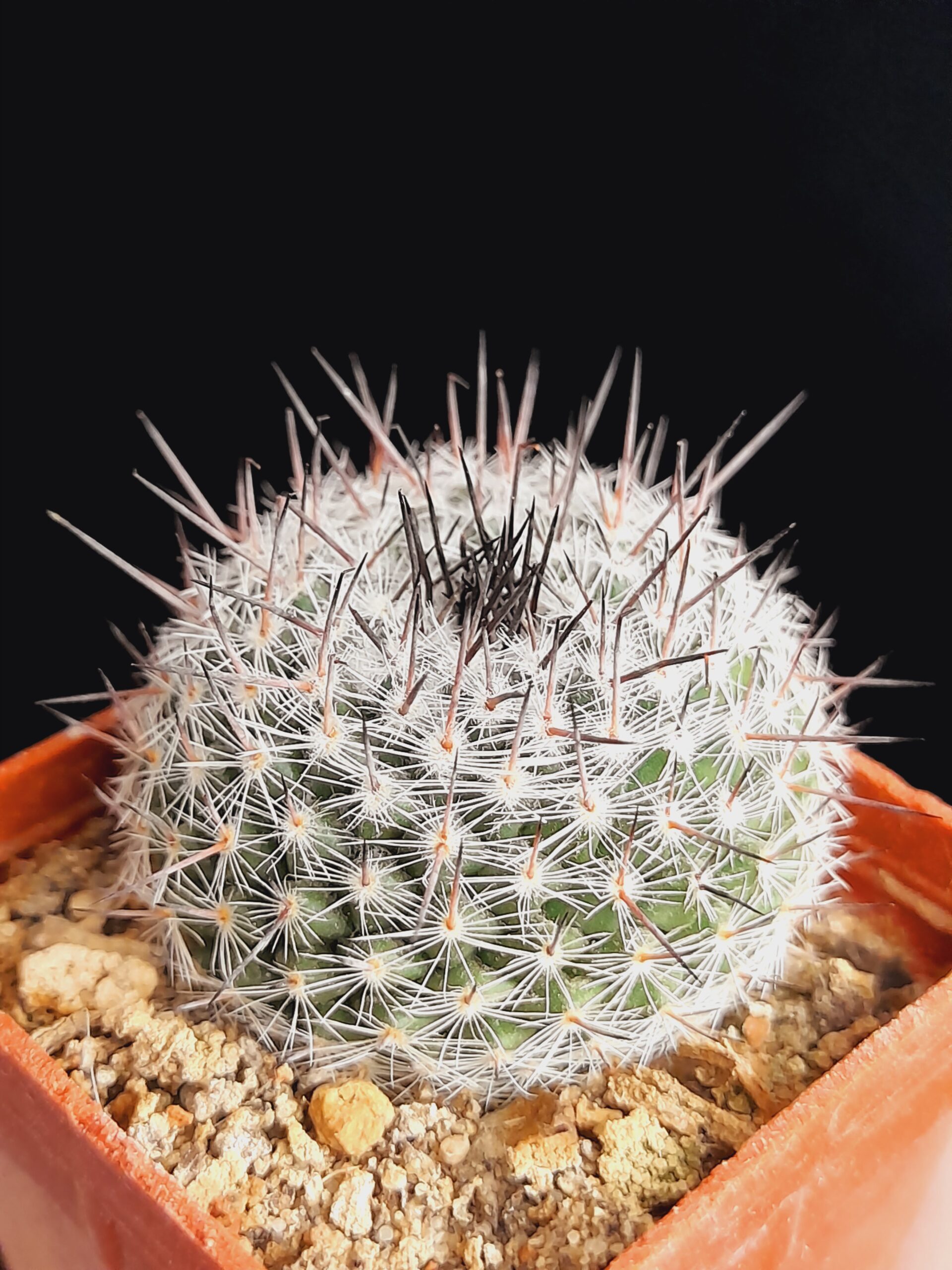 Mammillaria chionocephala - Image 5