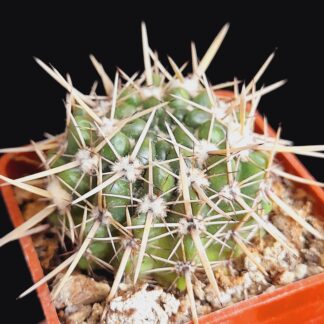 Notocactus submammulosus