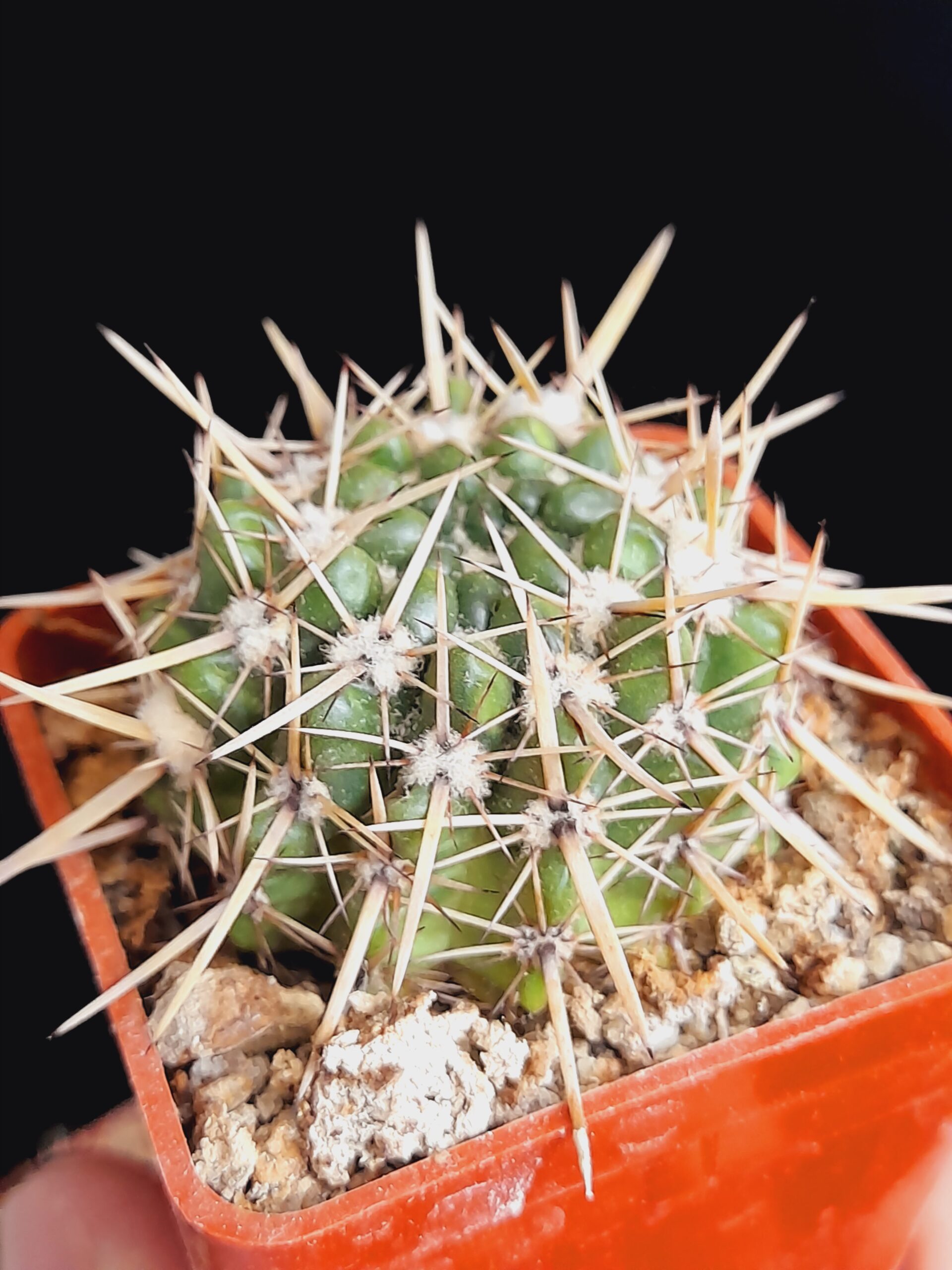 Notocactus submammulosus