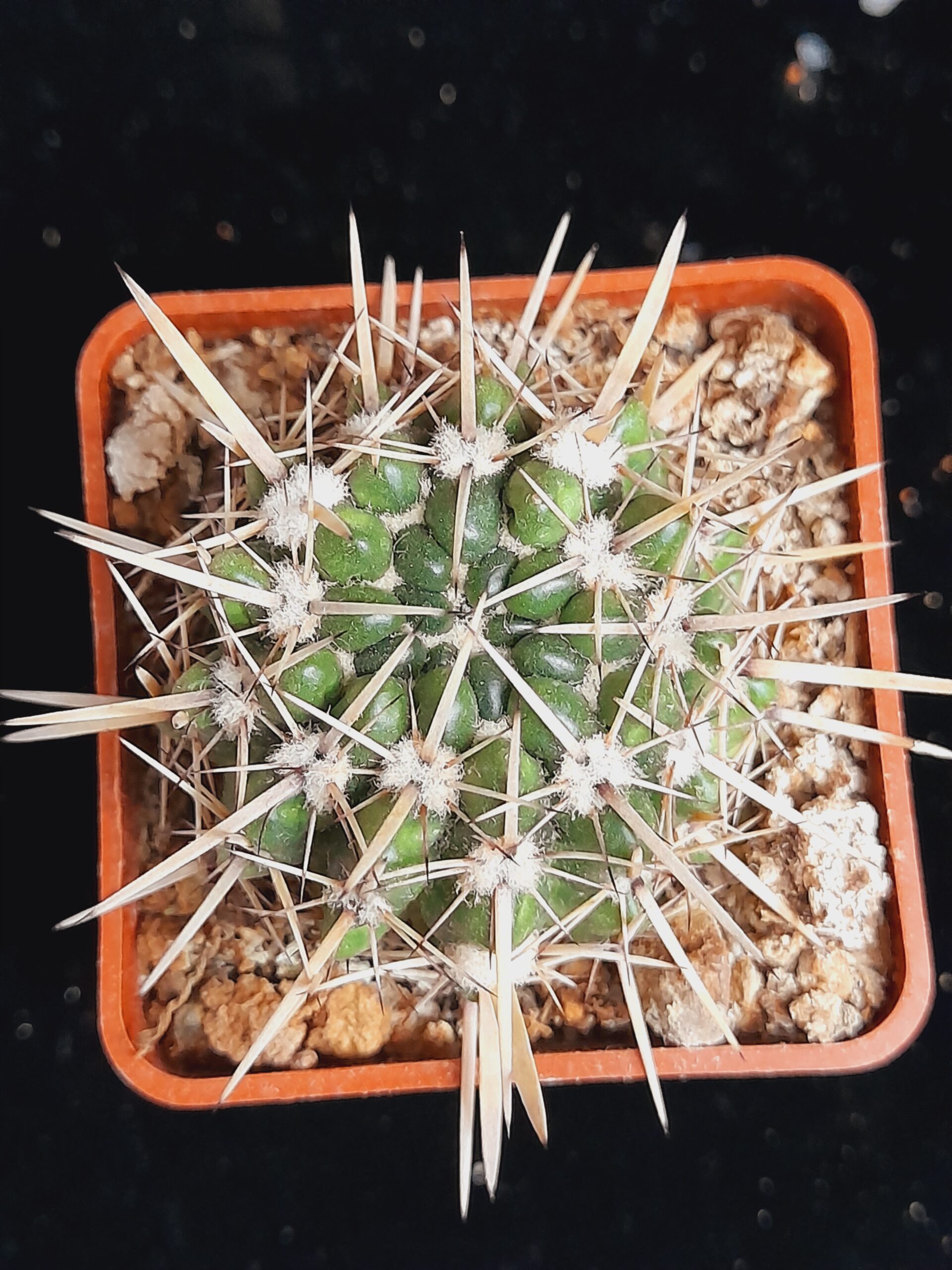 Notocactus submammulosus - Image 3
