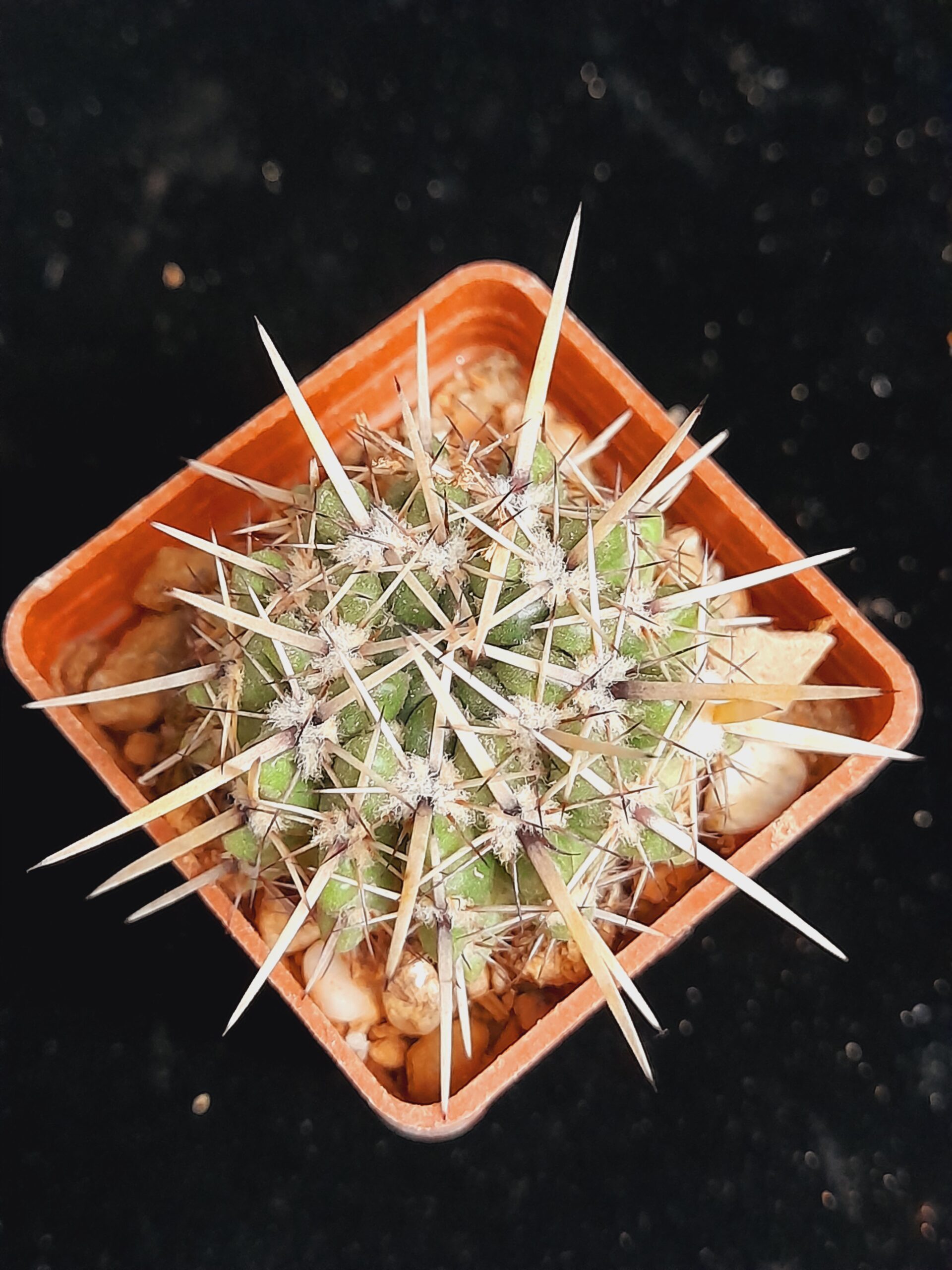 Notocactus submammulosus - Image 4