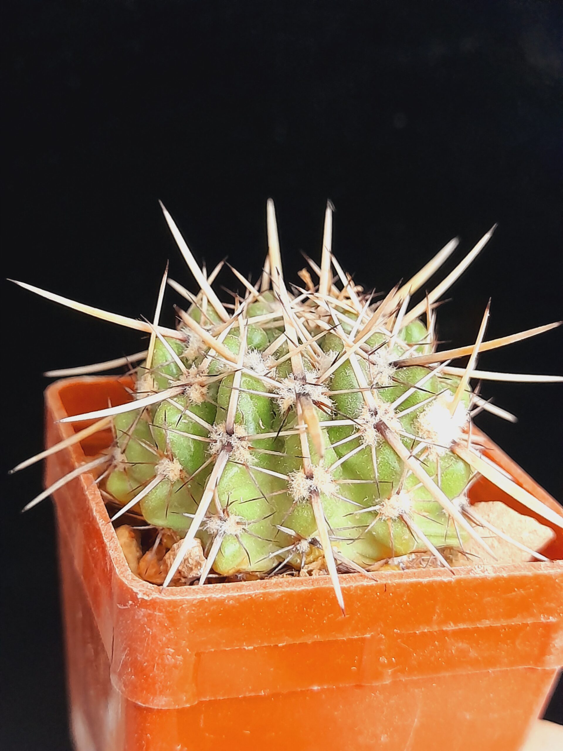 Notocactus submammulosus - Image 5