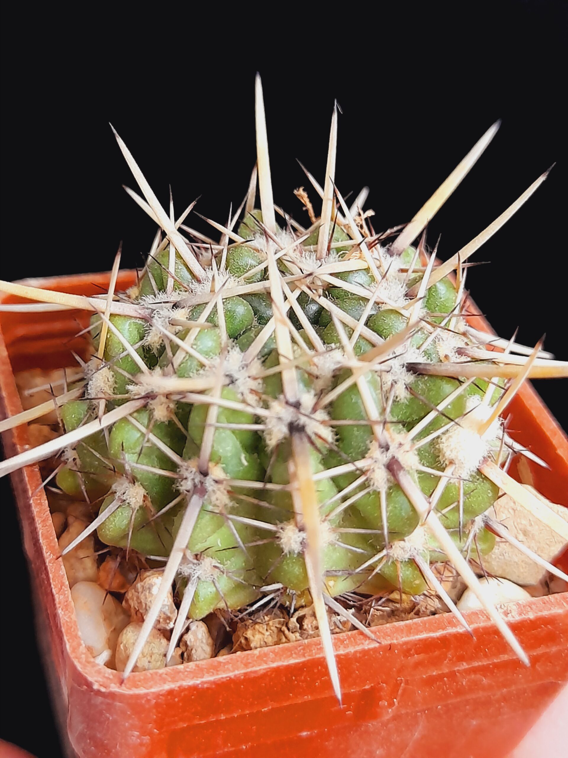 Notocactus submammulosus - Image 6