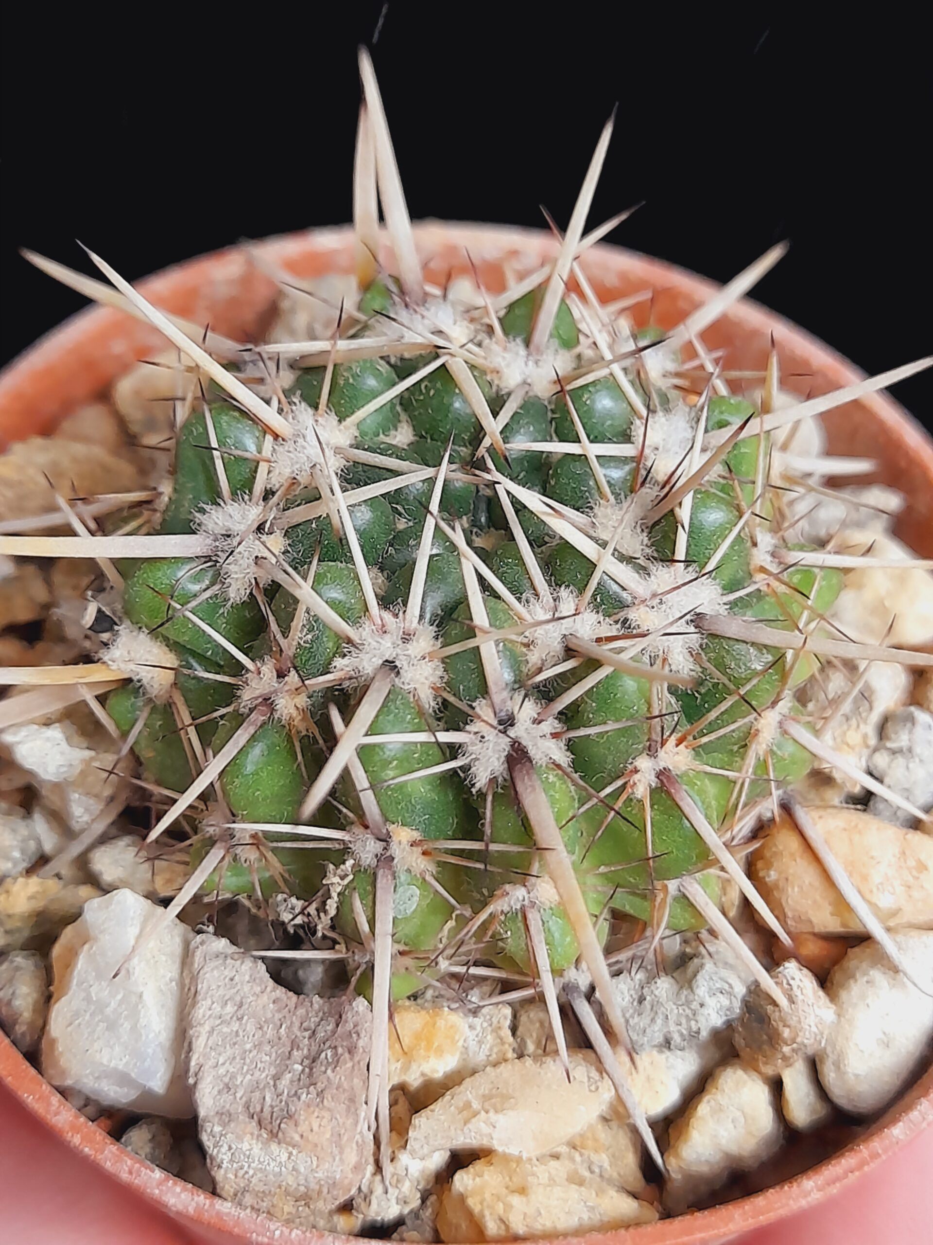 Notocactus submammulosus - Image 7