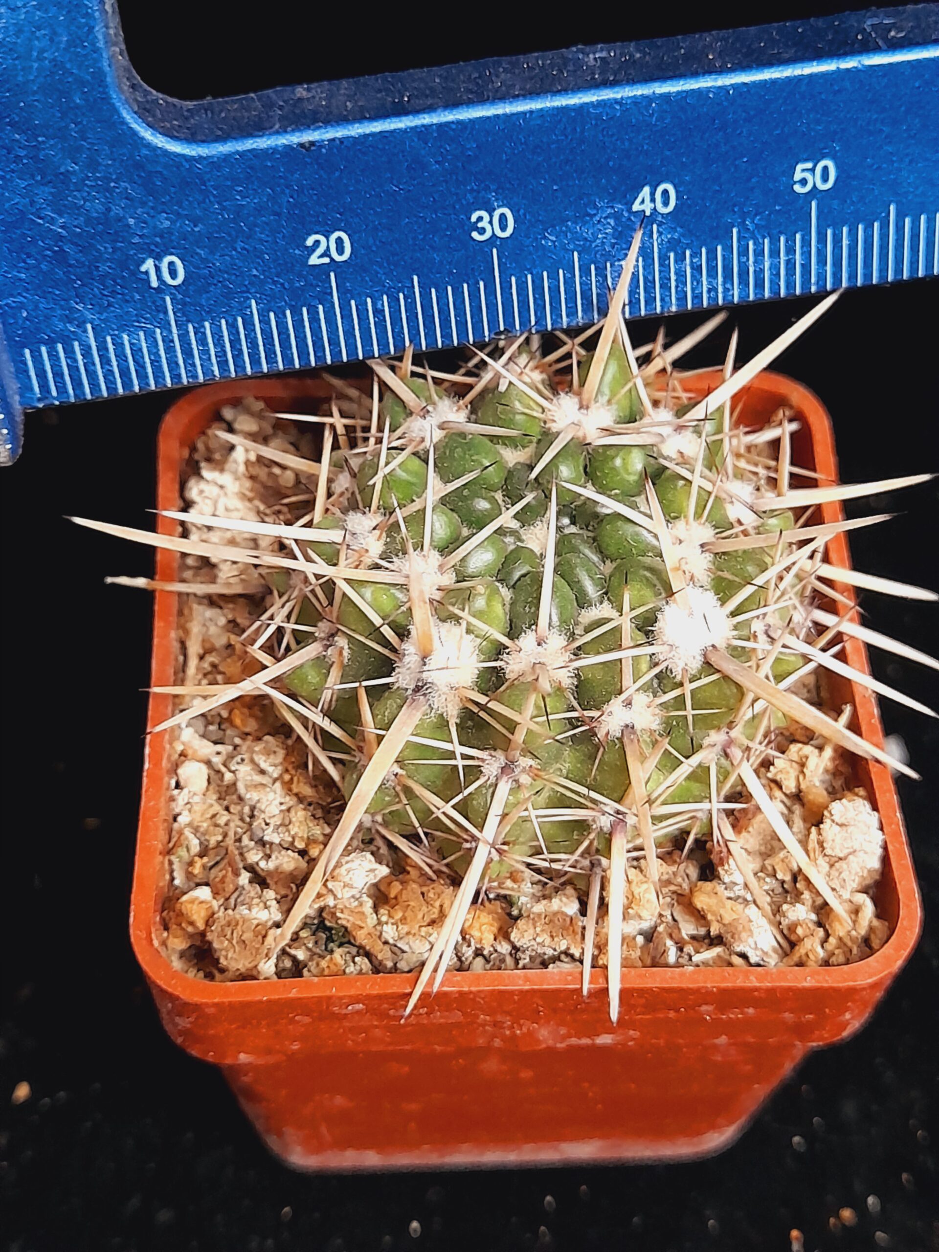 Notocactus submammulosus - Image 8