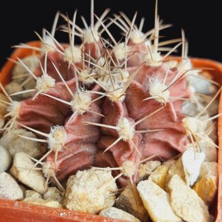 Gymnocalycium mihanovichii