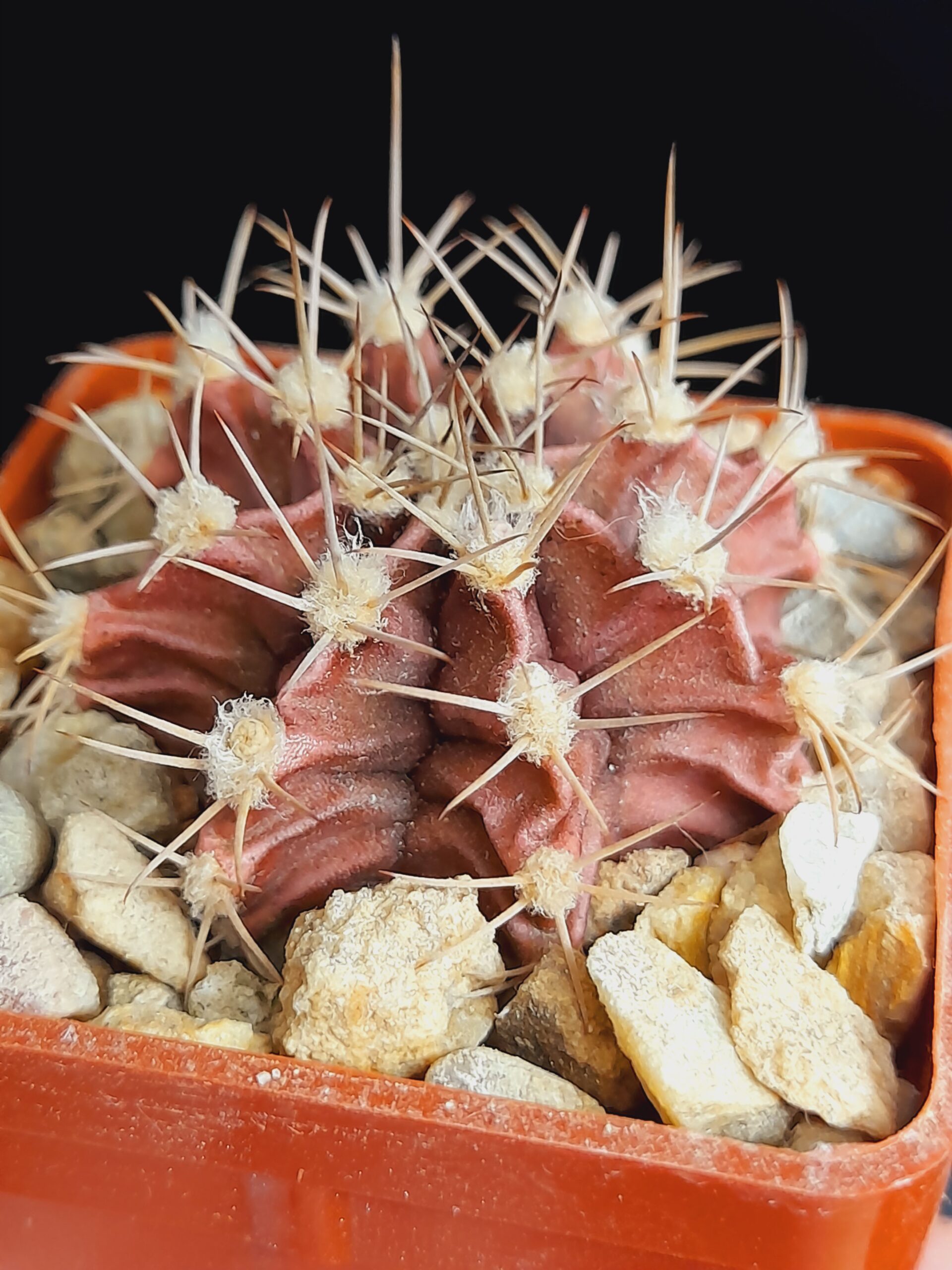 Gymnocalycium mihanovichii
