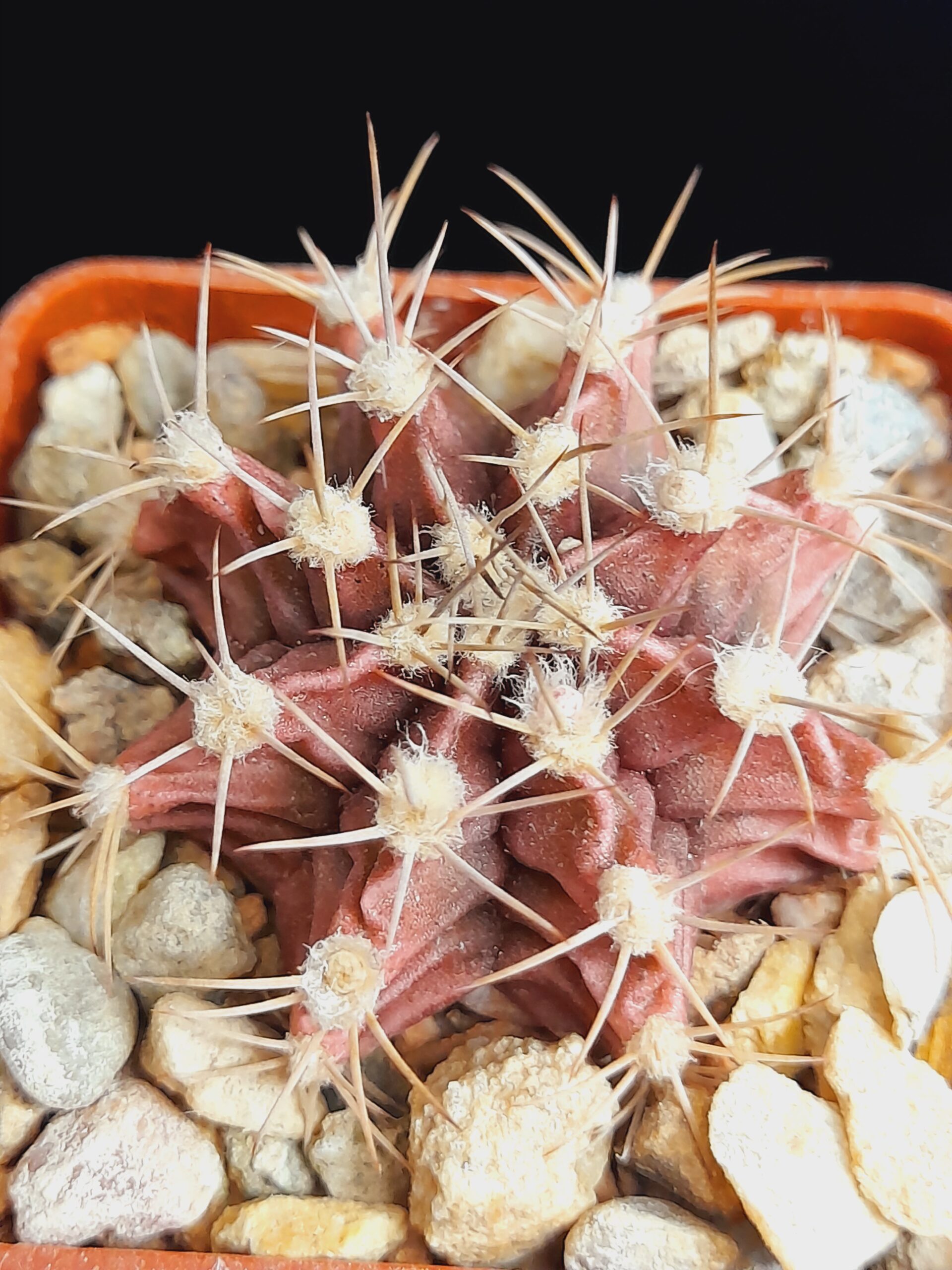Gymnocalycium mihanovichii - Image 3
