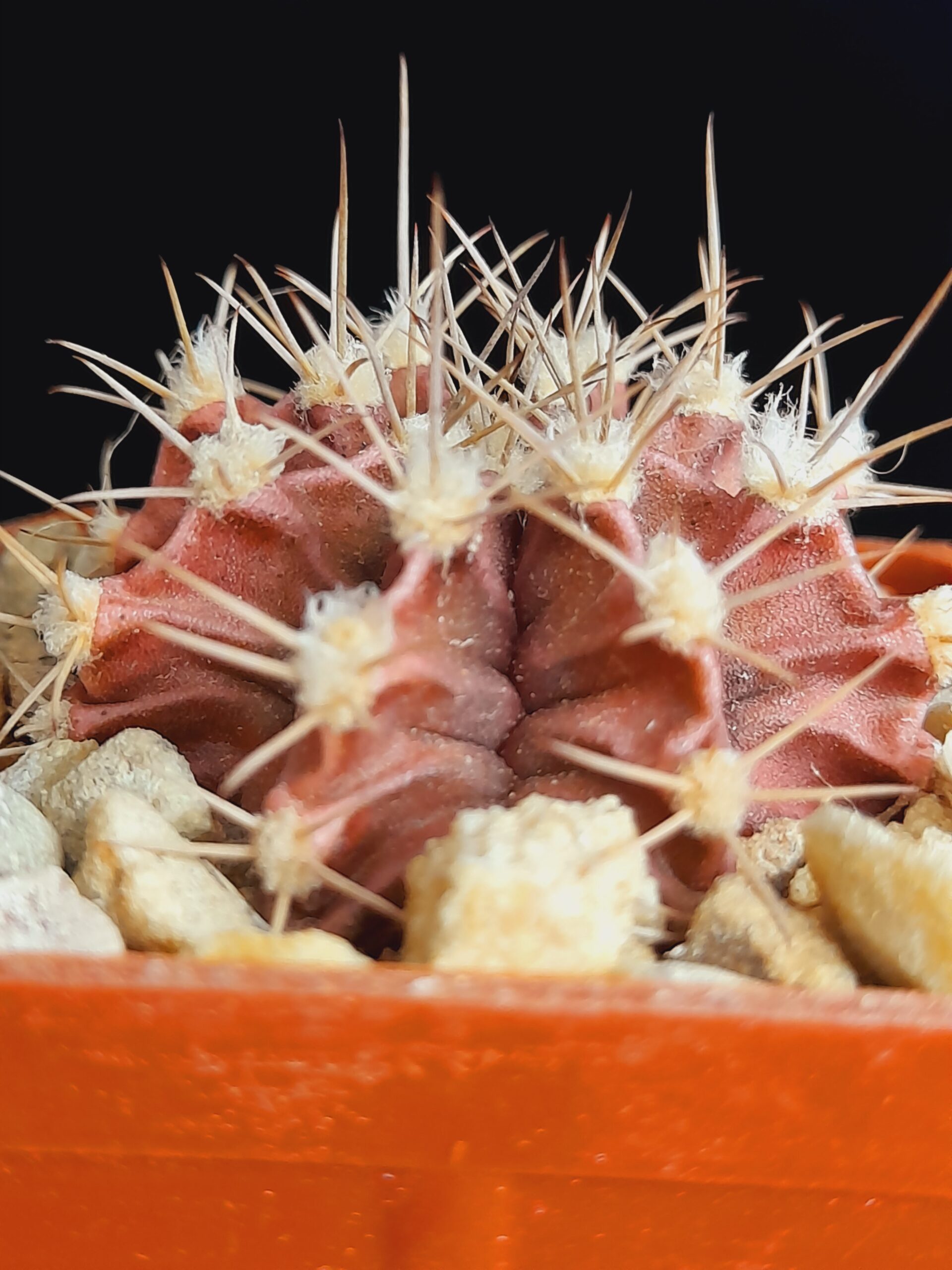 Gymnocalycium mihanovichii - Image 4