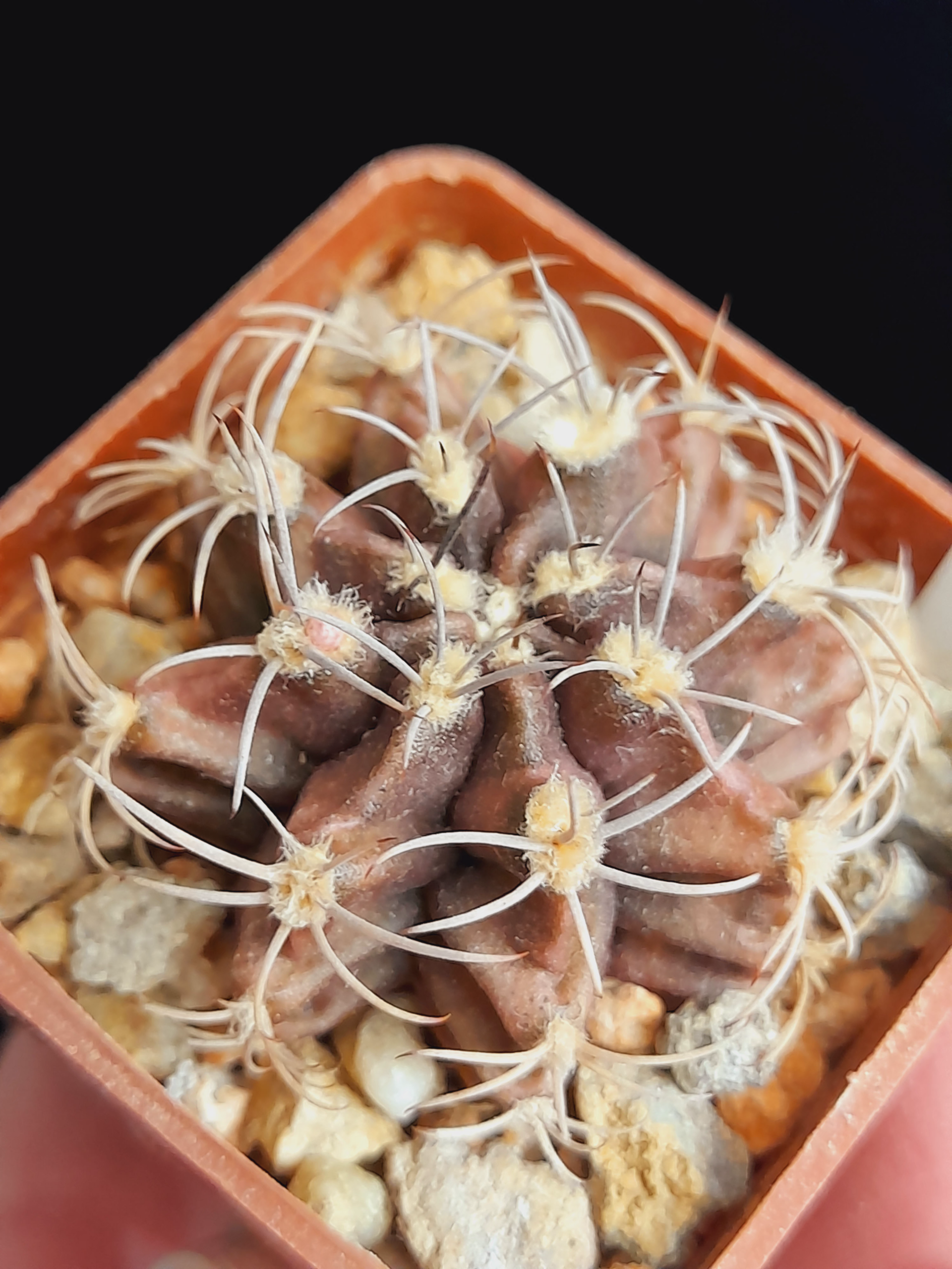 Gymnocalycium mihanovichii - Image 7