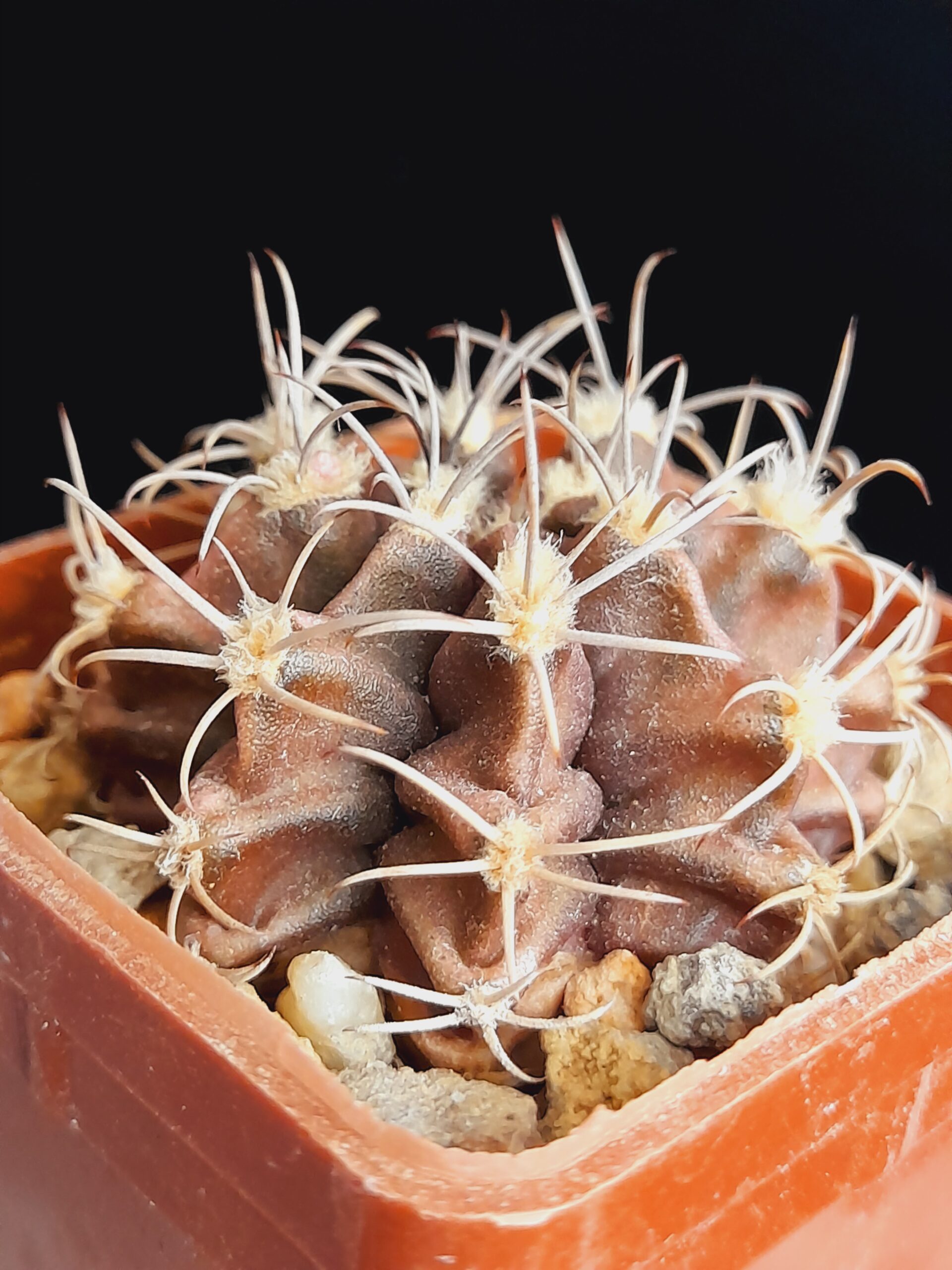 Gymnocalycium mihanovichii - Image 5