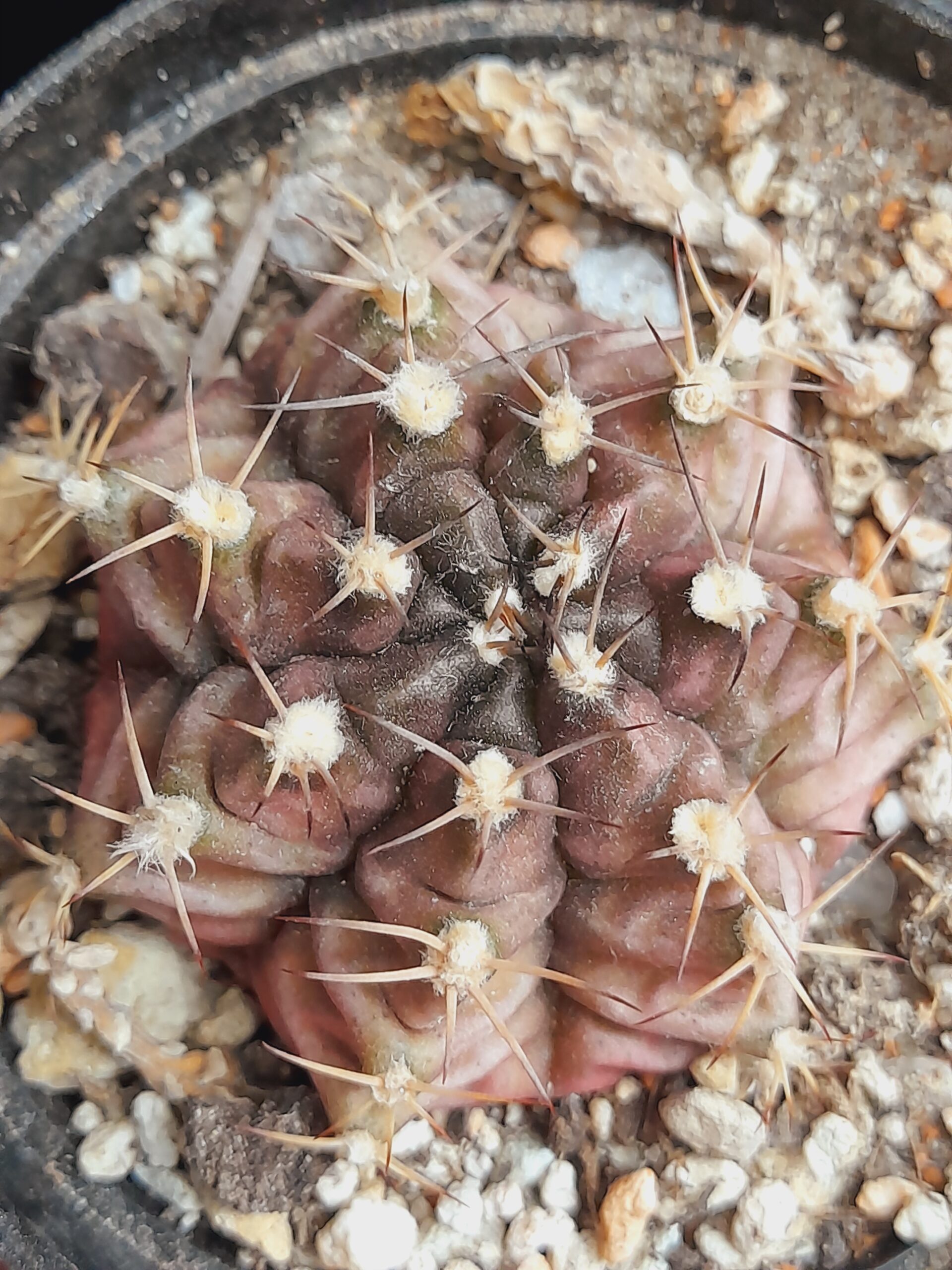 Gymnocalycium mihanovichii - Image 6
