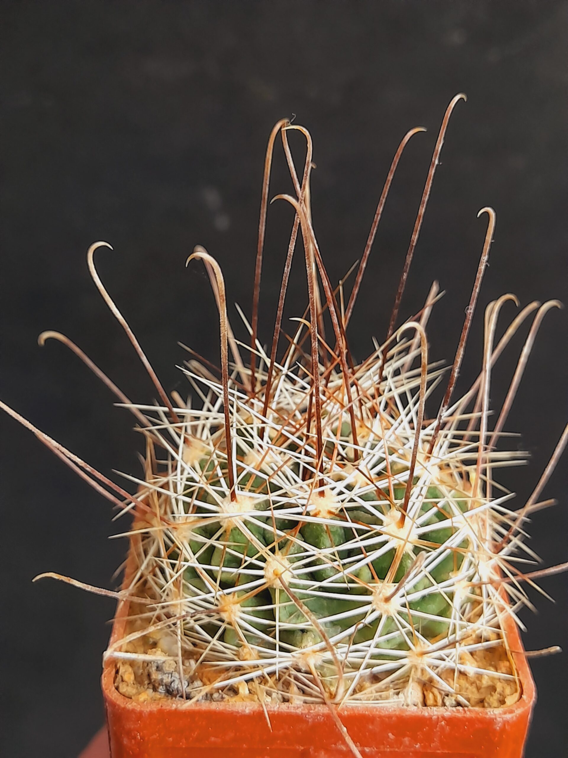 Hamatocactus setispinus - Image 2
