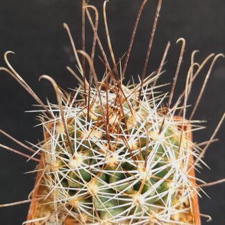 Hamatocactus setispinus